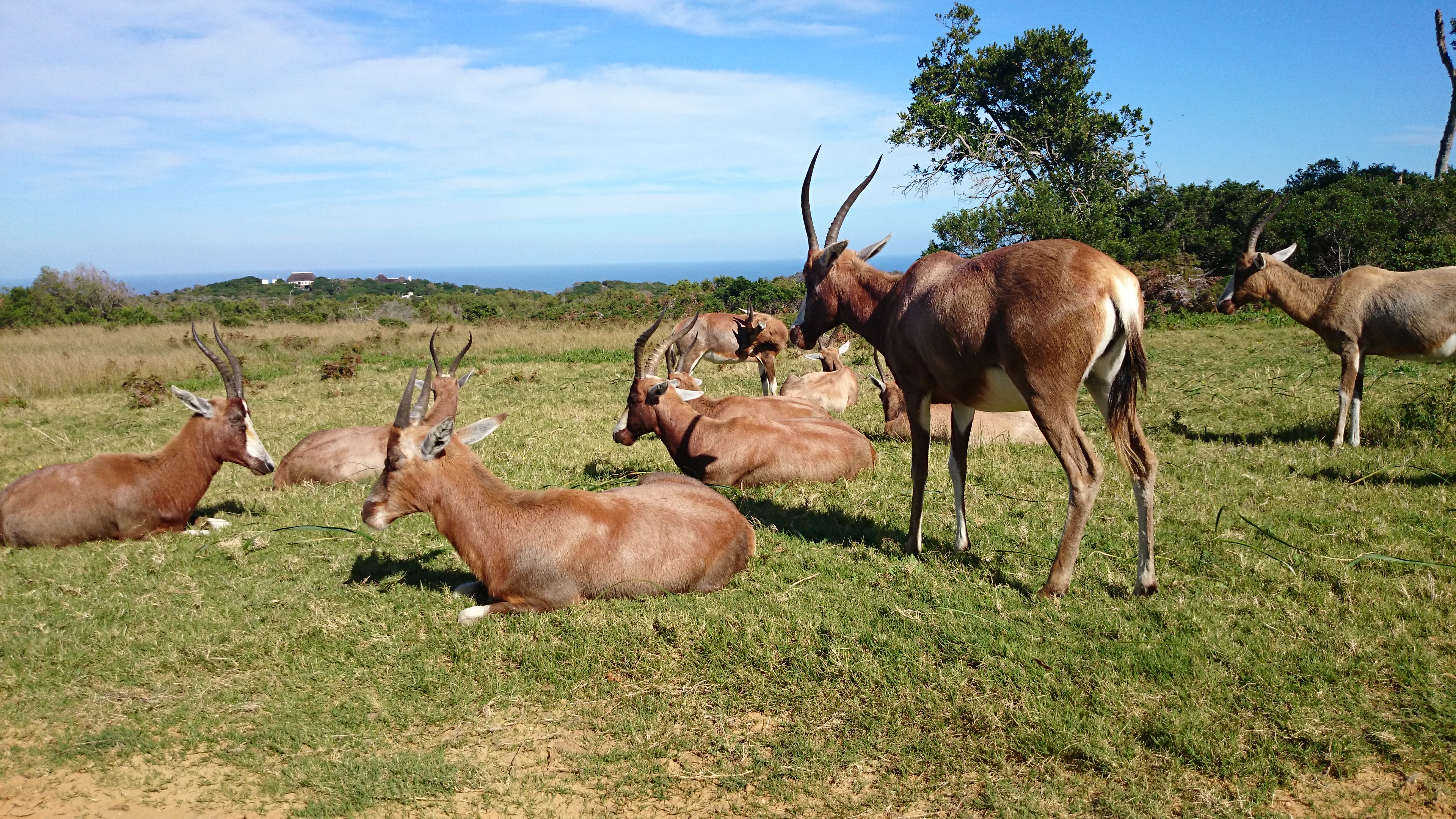 animal, antelope, blesbok
