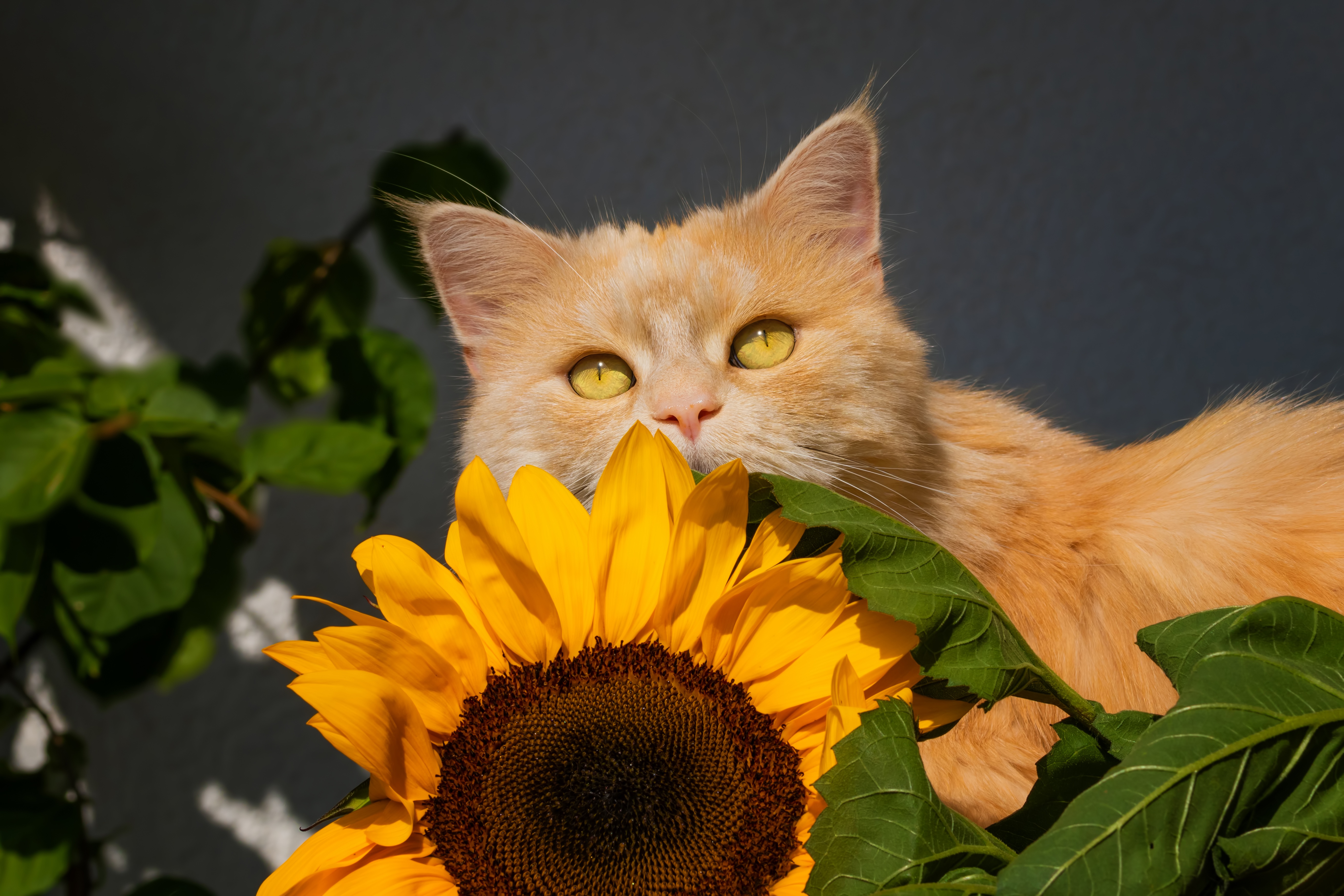 Handy-Wallpaper Tiere, Katzen, Katze, Sonnenblume kostenlos herunterladen.
