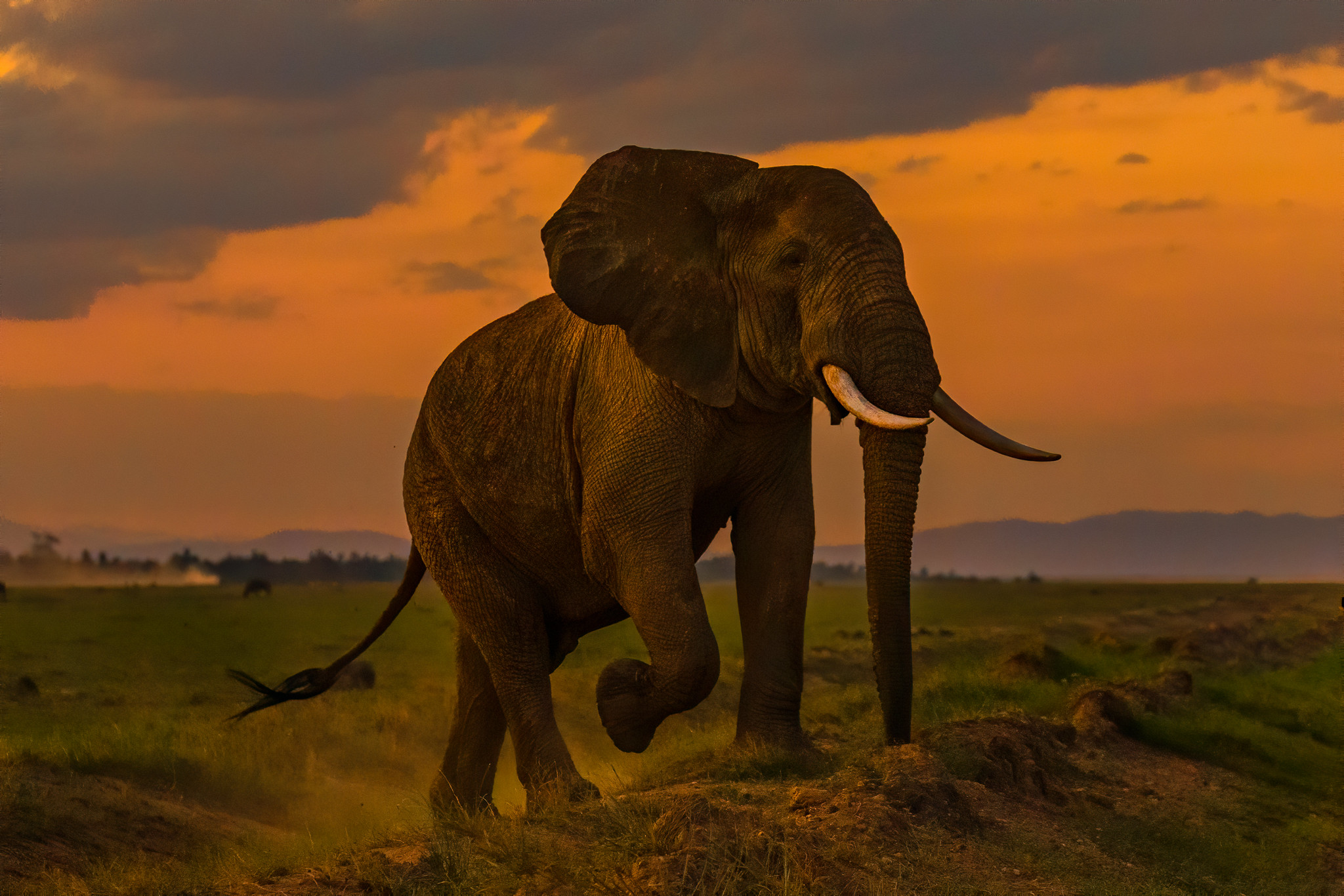 Скачать обои бесплатно Животные, Закат, Облака, Слоны, Африканский Слон картинка на рабочий стол ПК