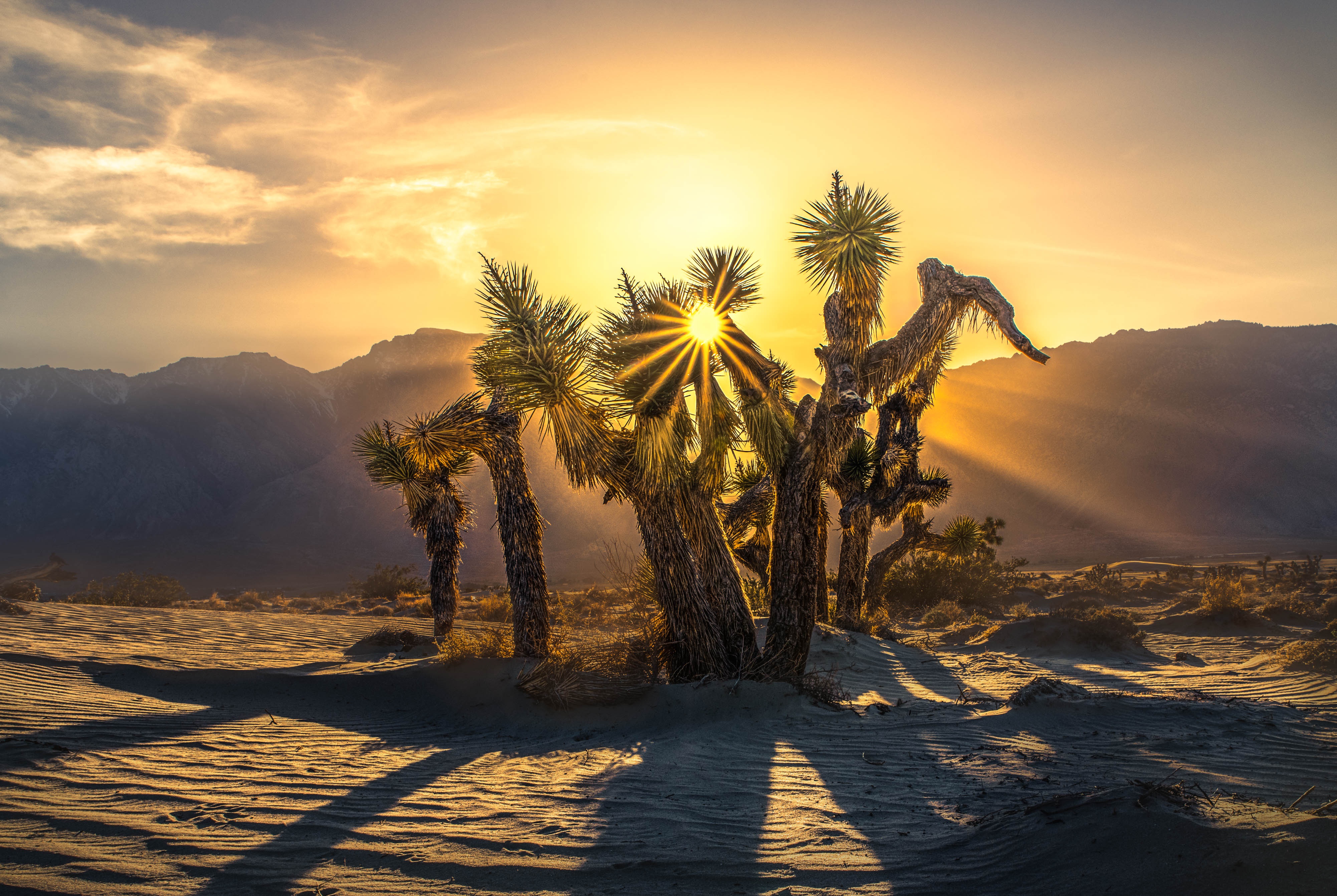 Descarga gratis la imagen Sol, Desierto, Montaña, Árbol, Parque Nacional, Tierra/naturaleza, Parque Nacional De Árboles De Josué en el escritorio de tu PC