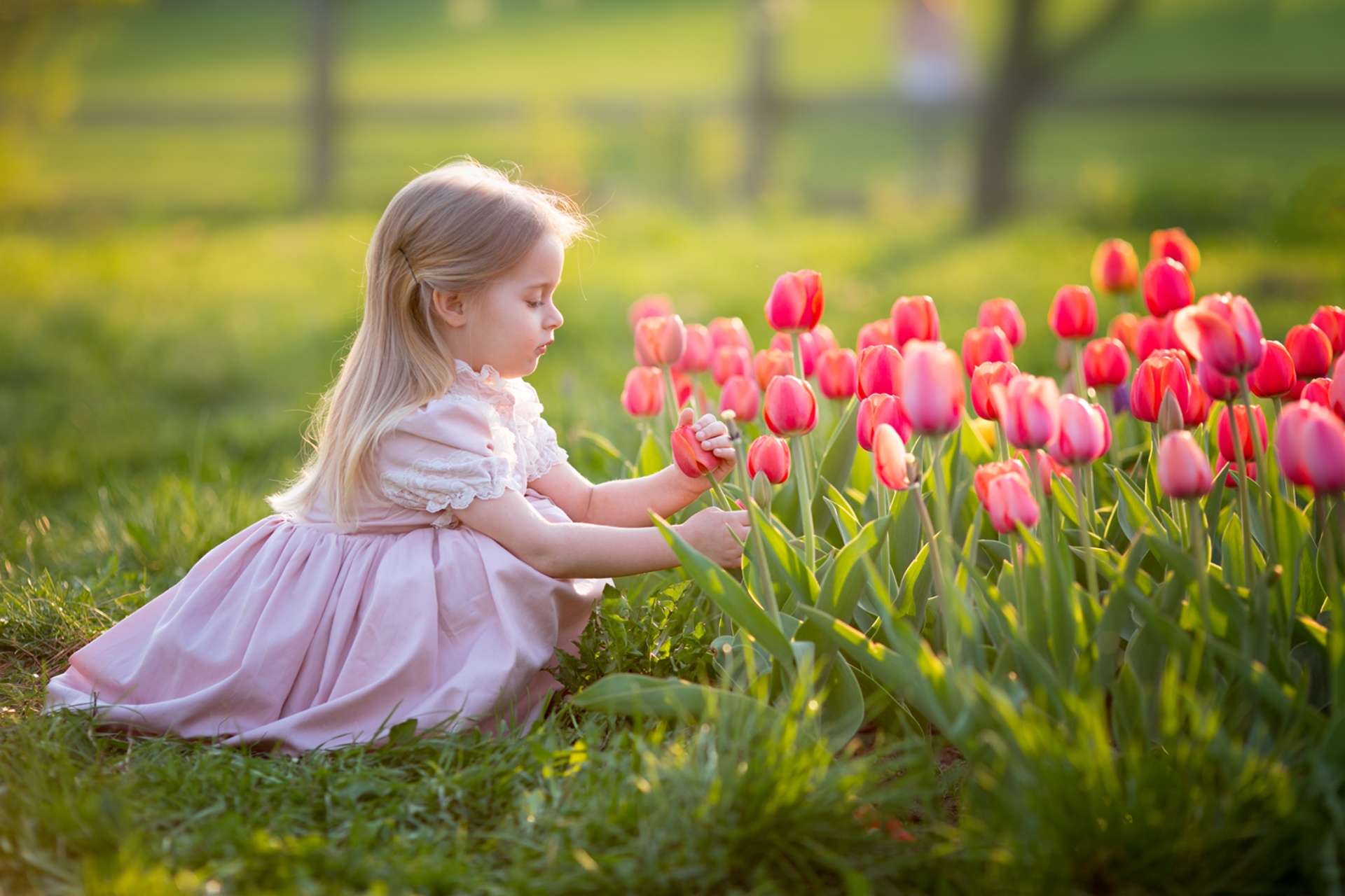 PCデスクトップにチューリップ, 子, ブロンド, 写真撮影, ピンクの花, 少女, 被写界深度画像を無料でダウンロード