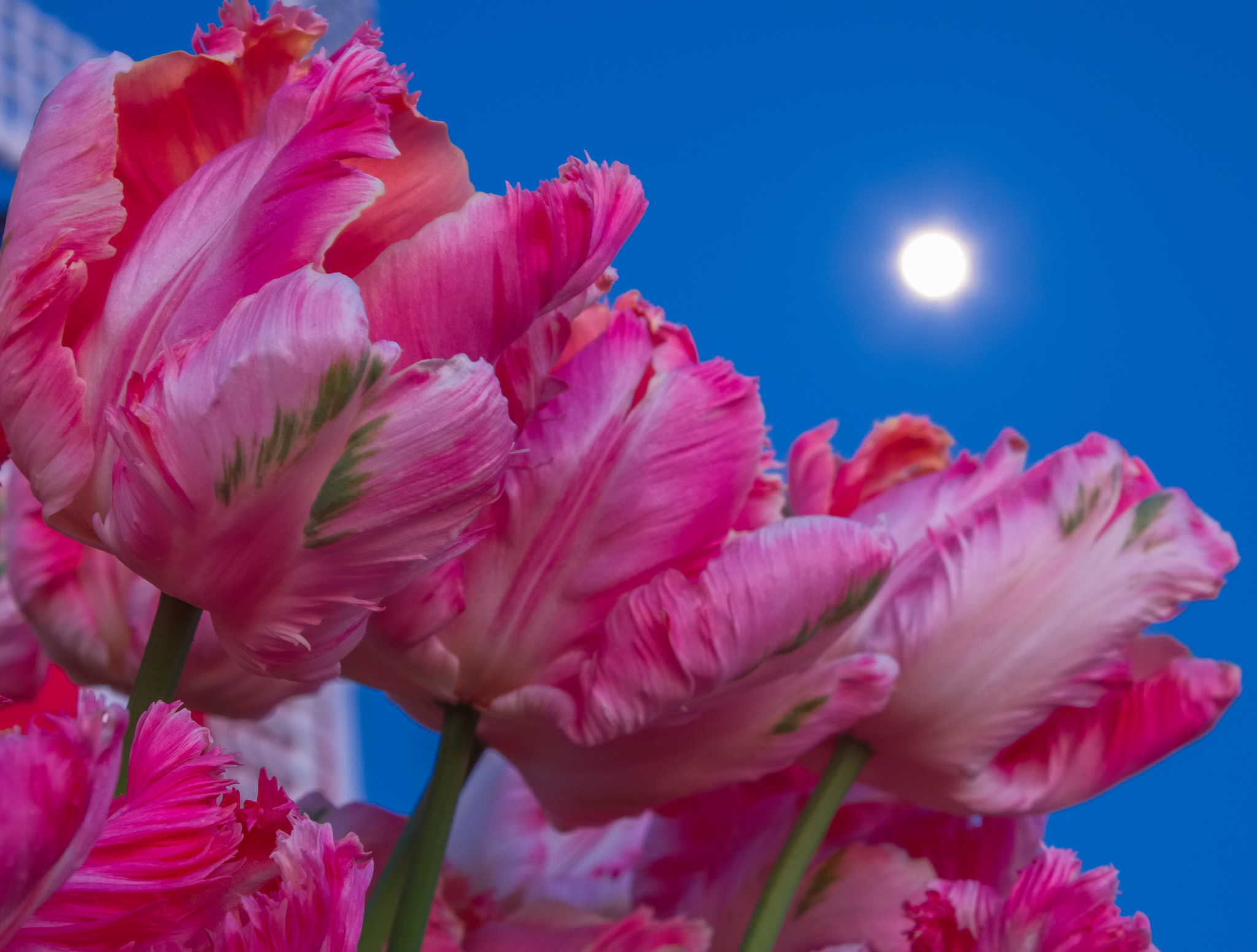 Download mobile wallpaper Nature, Flowers, Moon, Flower, Close Up, Earth, Tulip, Pink Flower for free.