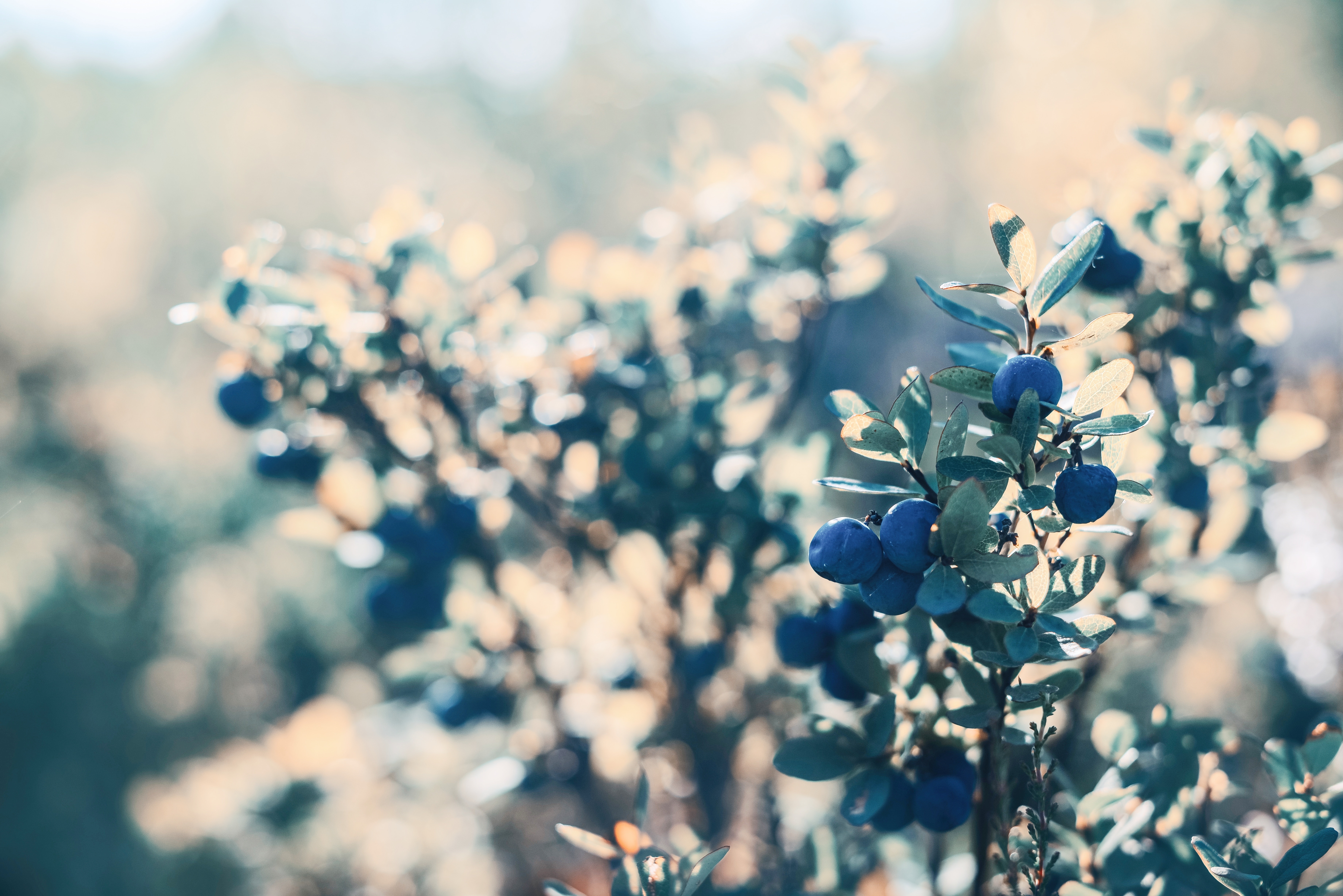 56977 télécharger l'image blueberry, baies, bleu, plante, planter, macro, buisson - fonds d'écran et économiseurs d'écran gratuits