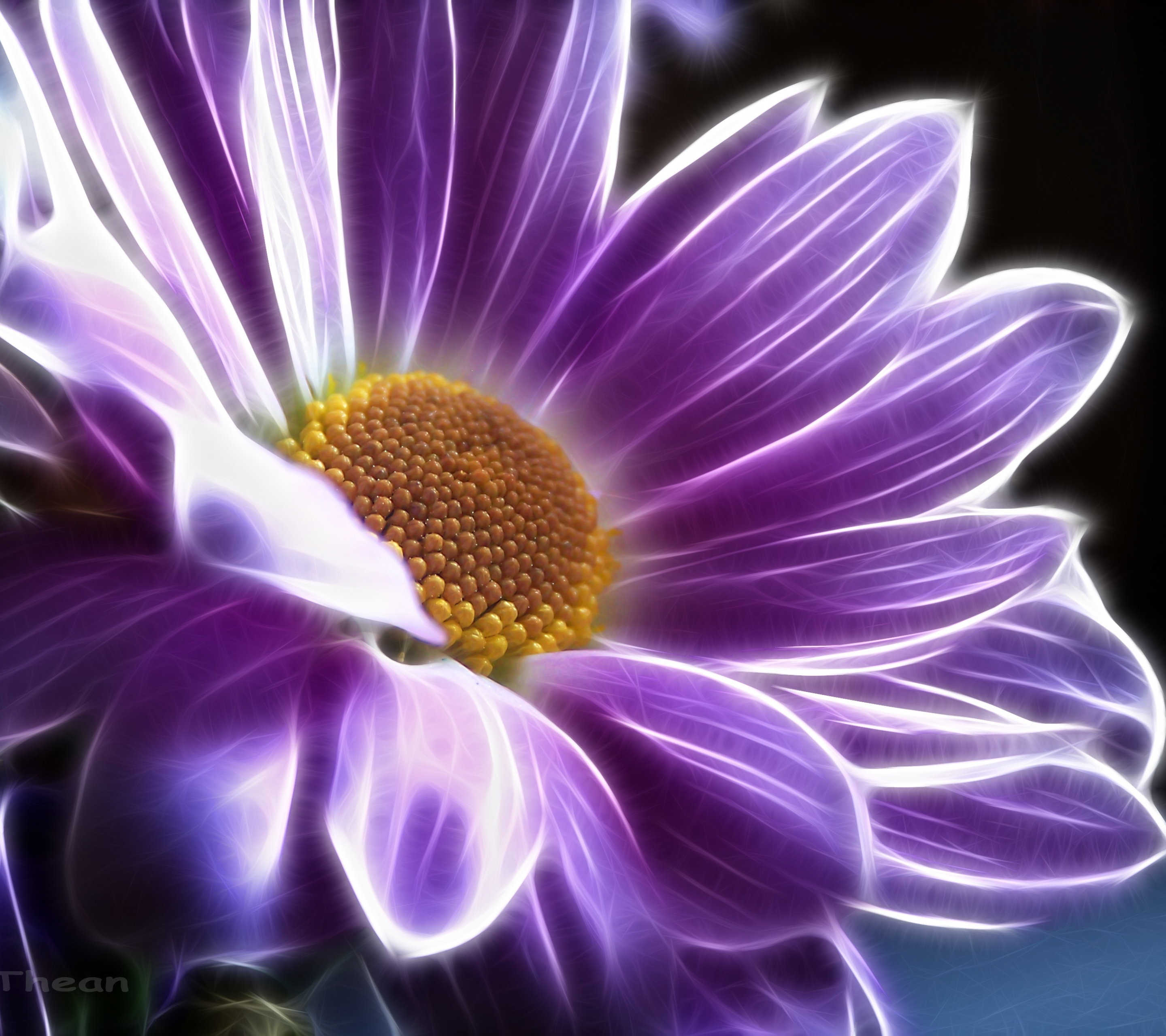 Free download wallpaper Flowers, Chrysanthemum, Flower, Purple, Artistic on your PC desktop