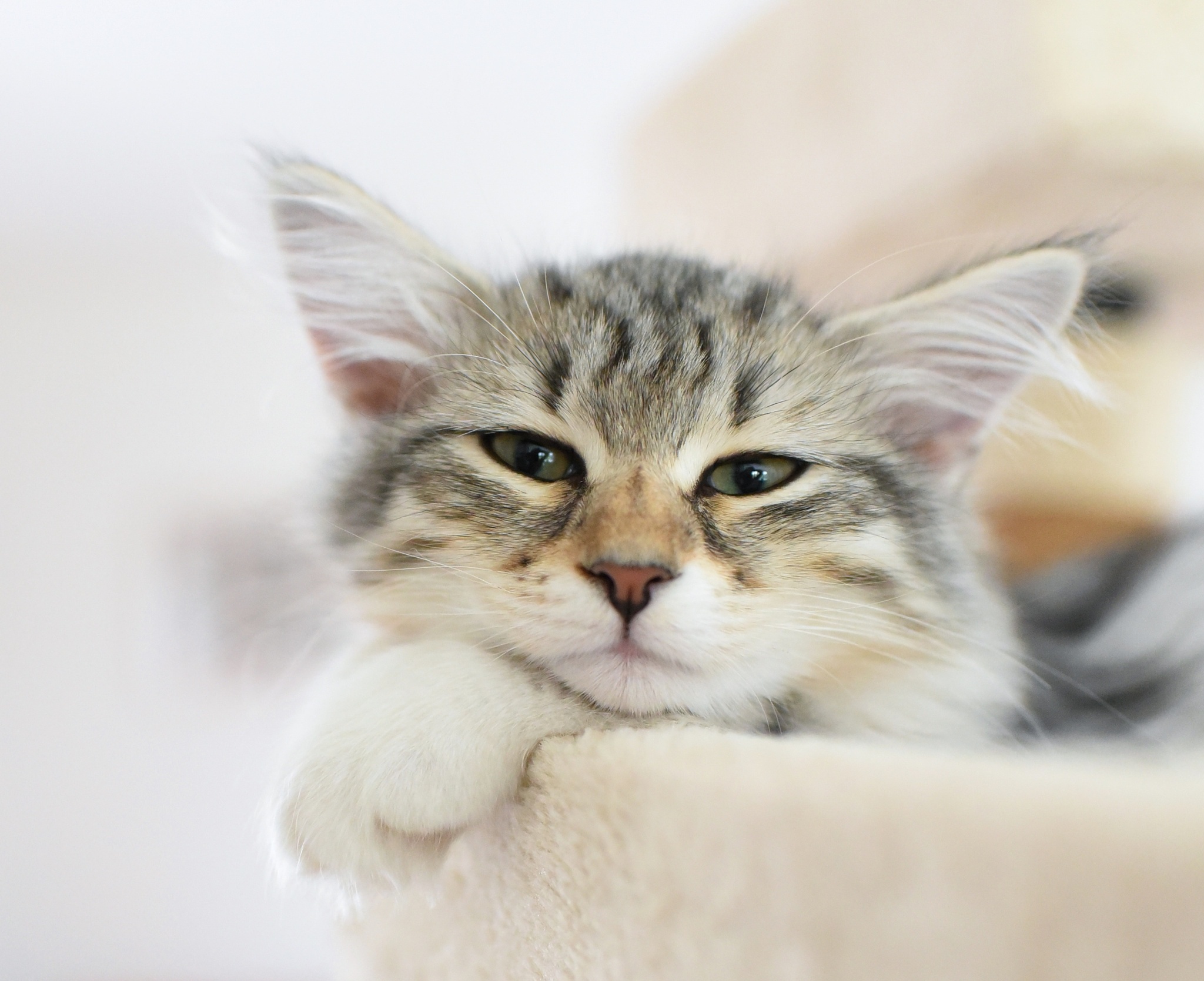 Baixe gratuitamente a imagem Animais, Gatos, Gato na área de trabalho do seu PC