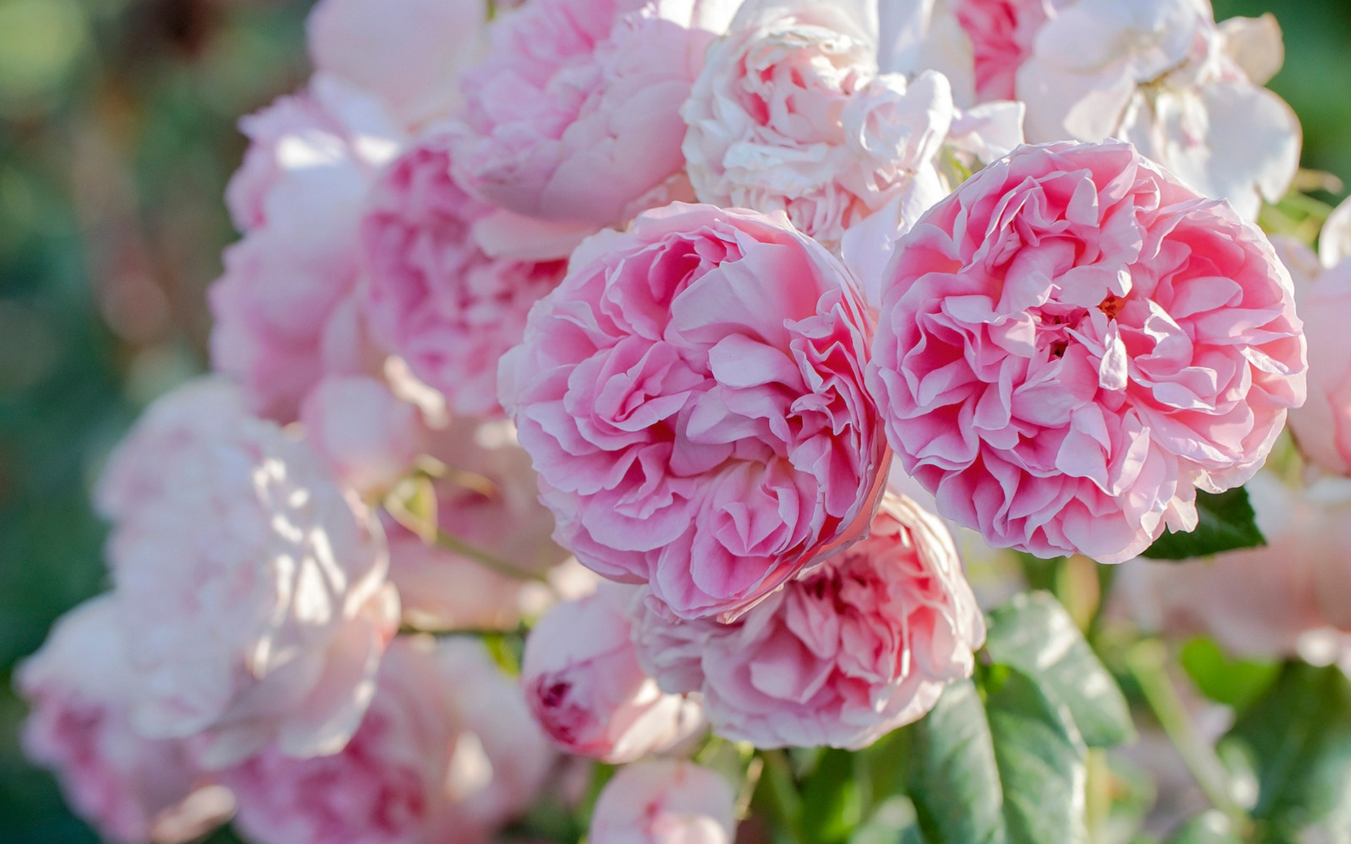 Laden Sie das Blumen, Rose, Erde/natur-Bild kostenlos auf Ihren PC-Desktop herunter