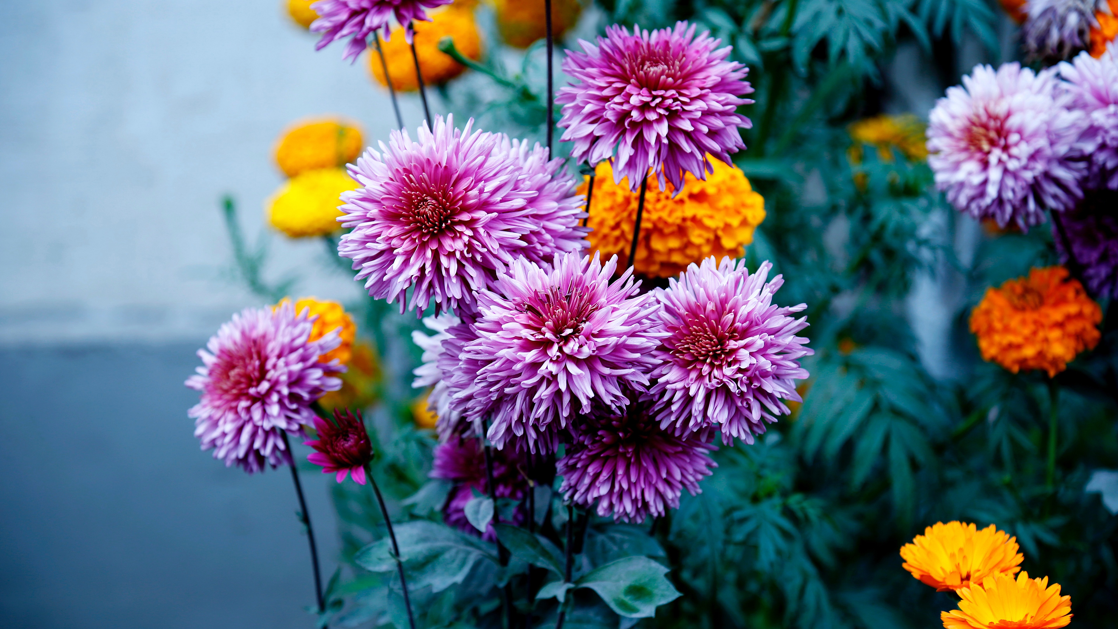 Download mobile wallpaper Flower, Earth, Marigold, Dahlia for free.