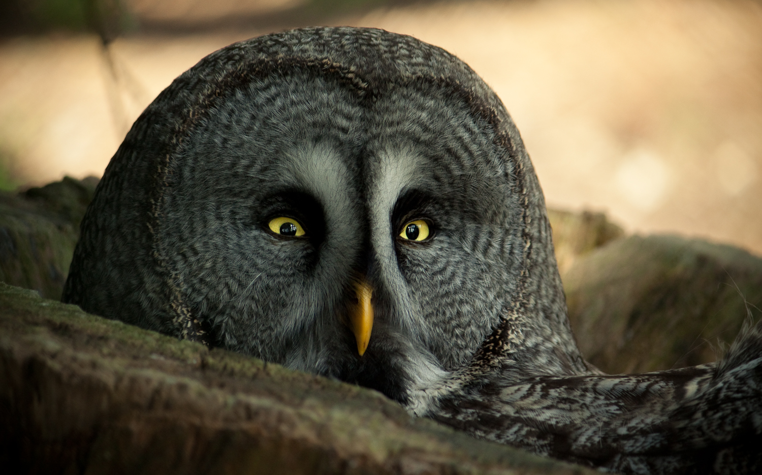 Free download wallpaper Birds, Animal, Great Grey Owl on your PC desktop