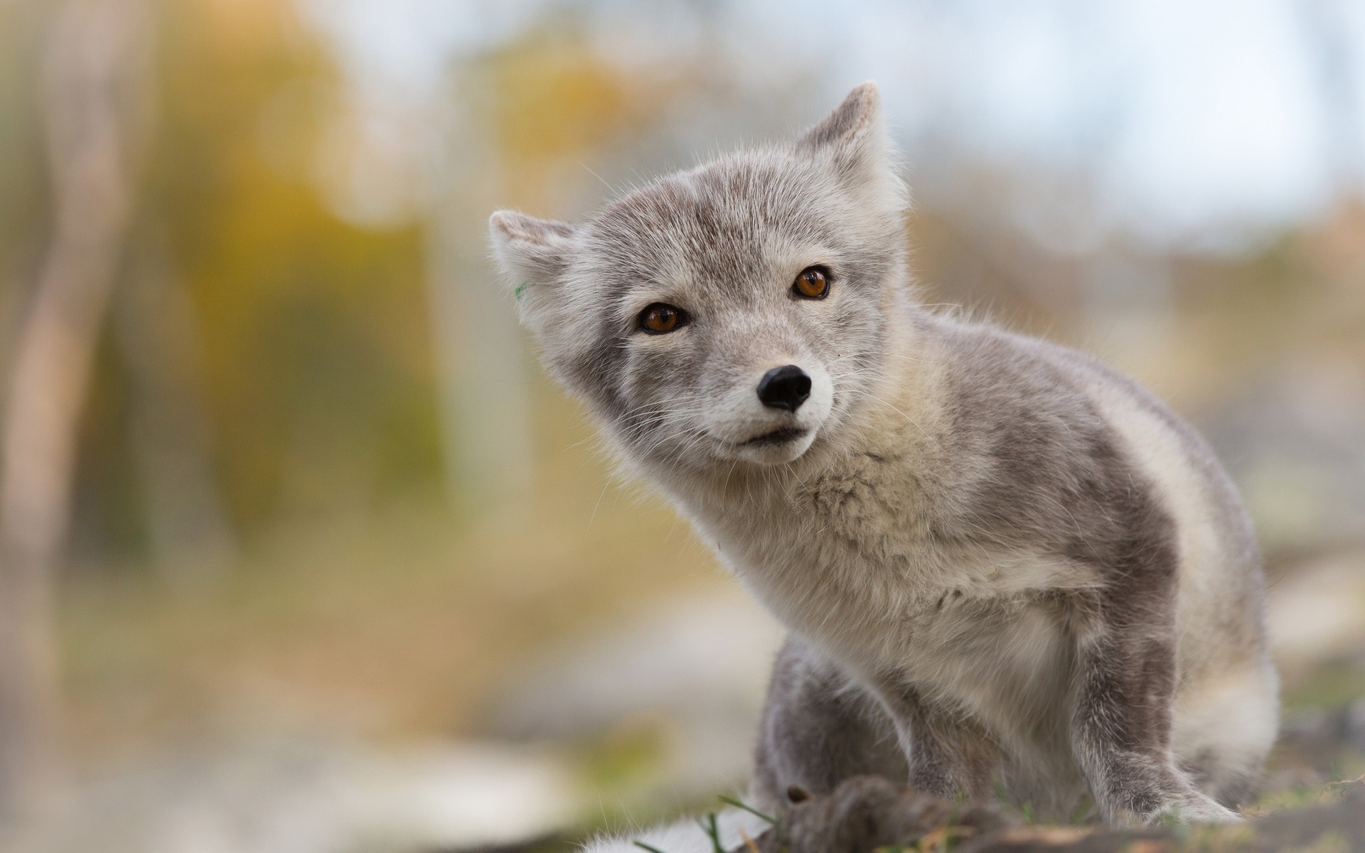 Download mobile wallpaper Arctic Fox, Dogs, Animal, Fox for free.