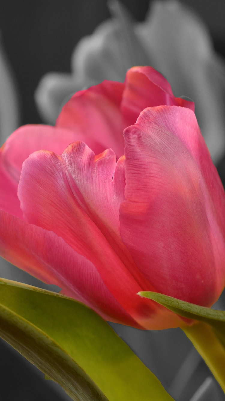 Download mobile wallpaper Nature, Flowers, Flower, Earth, Tulip, Pink Flower, Selective Color for free.