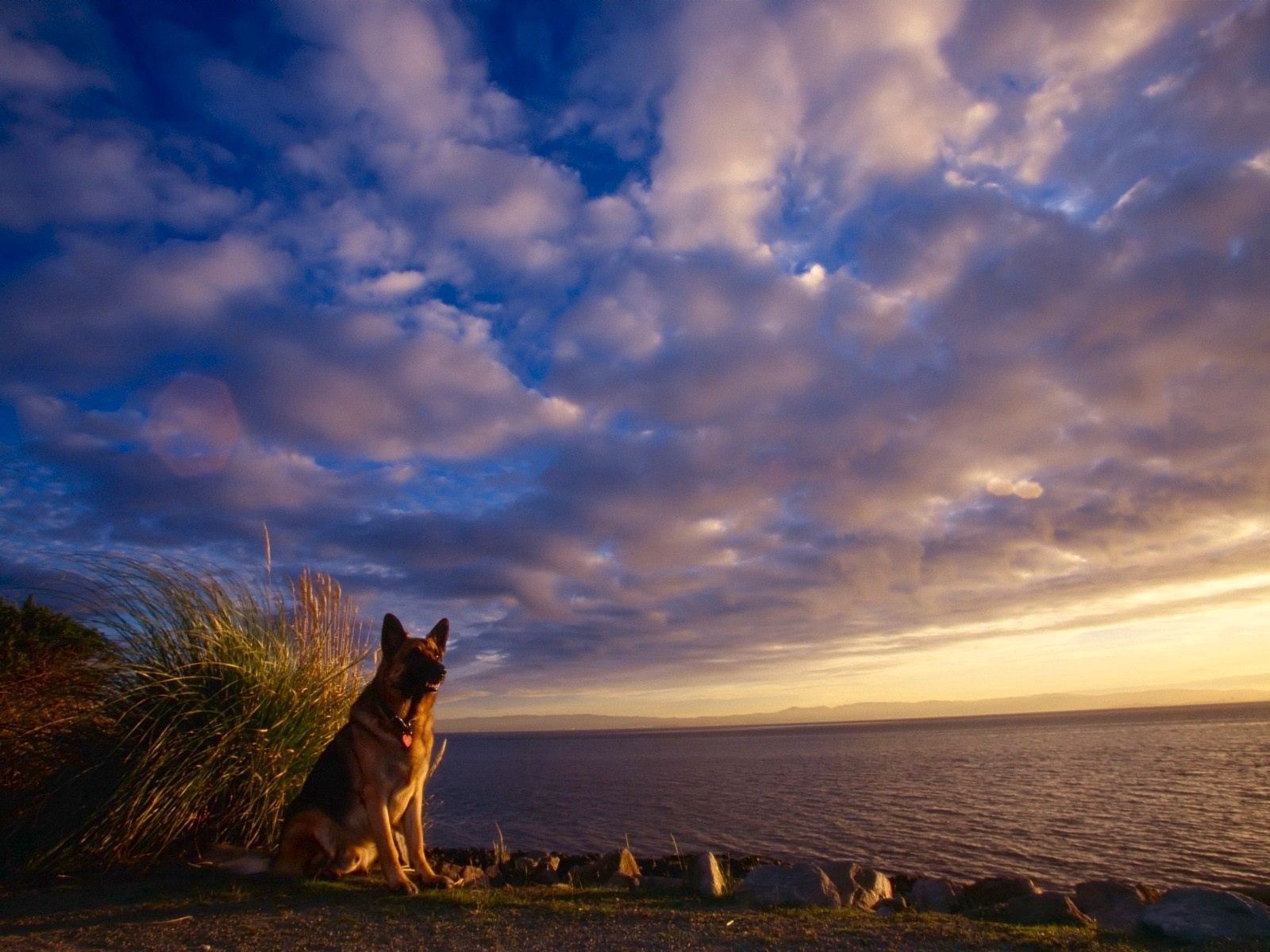 sheep dog, animals, sky, sea, dog, sheepdog, expectation, waiting