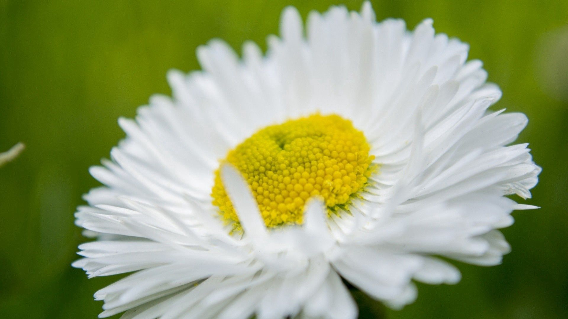 Free download wallpaper Flower, Macro, Petals, Chamomile, Camomile on your PC desktop