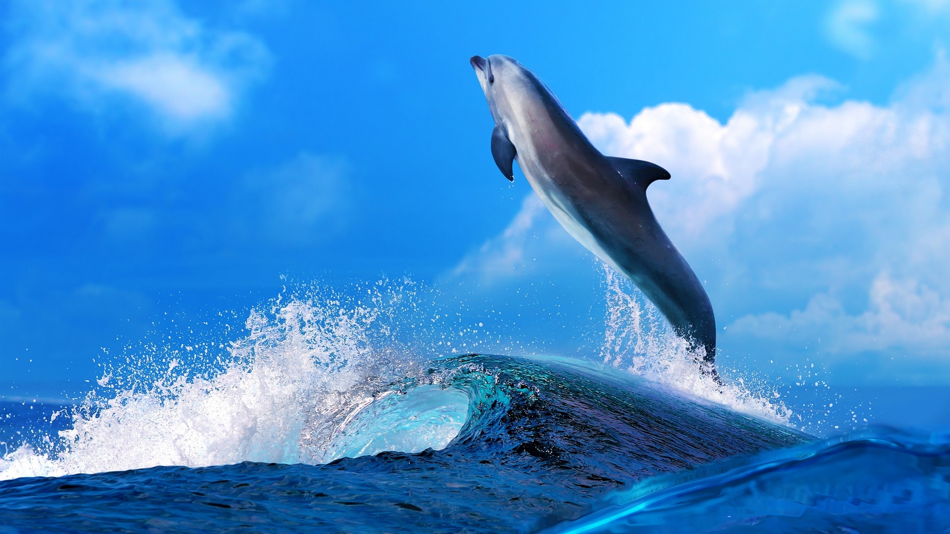 Handy-Wallpaper Tiere, Delfin kostenlos herunterladen.