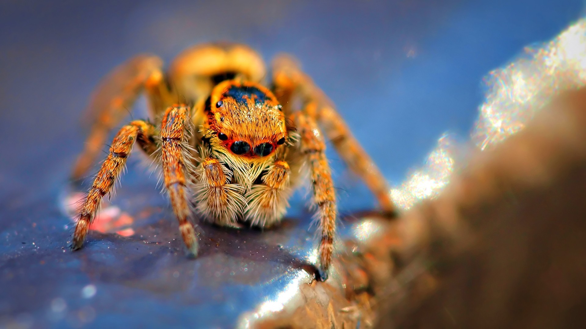 221318 baixar imagens animais, aranha, aranha saltadora - papéis de parede e protetores de tela gratuitamente
