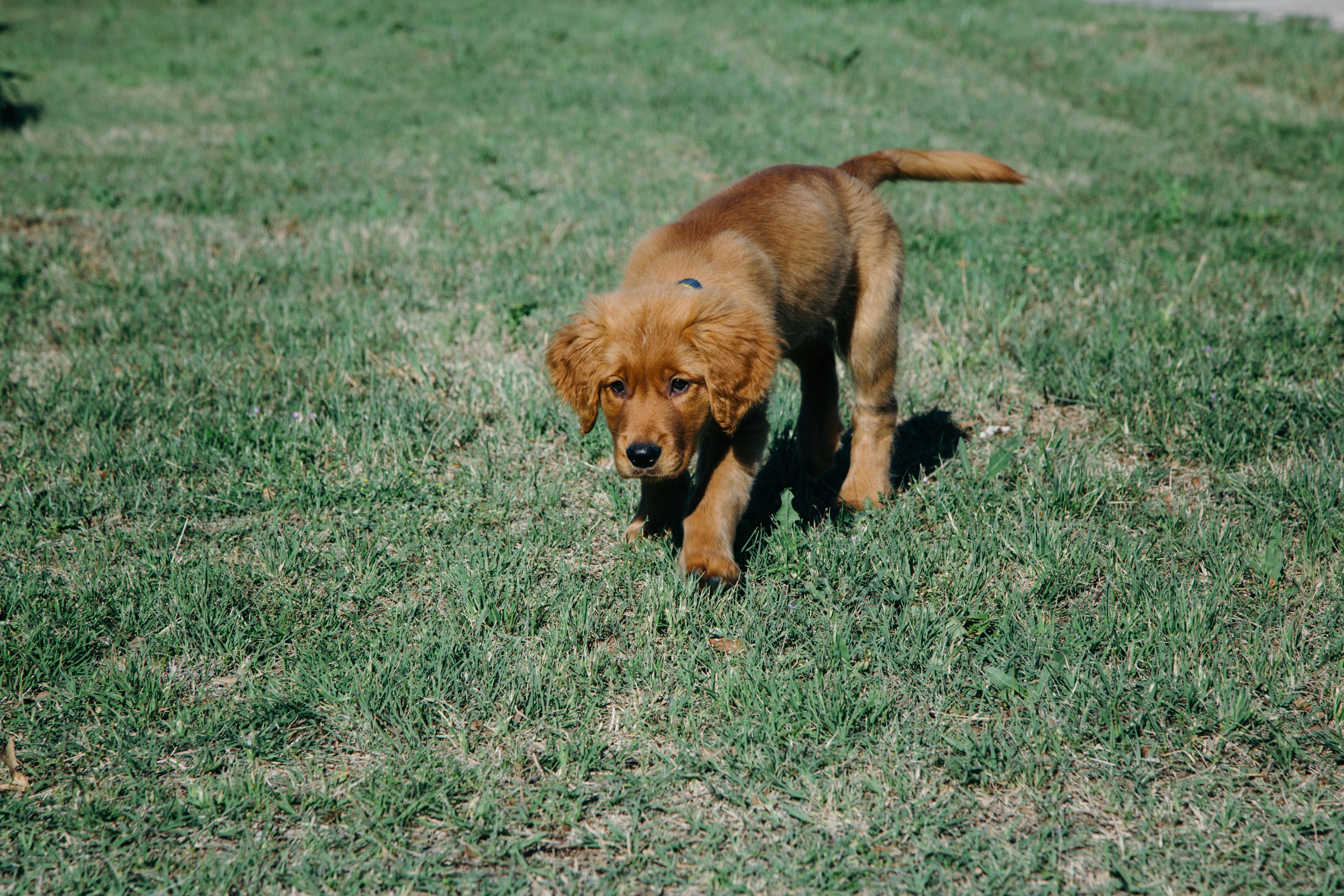 Handy-Wallpaper Hund, Hündchen, Tiere, Grass, Welpen kostenlos herunterladen.