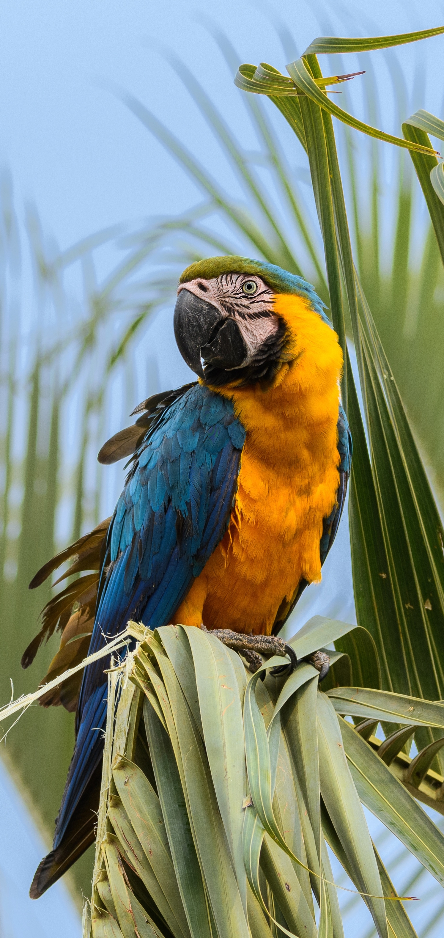Download mobile wallpaper Birds, Bird, Animal, Macaw, Parrot, Blue And Yellow Macaw for free.