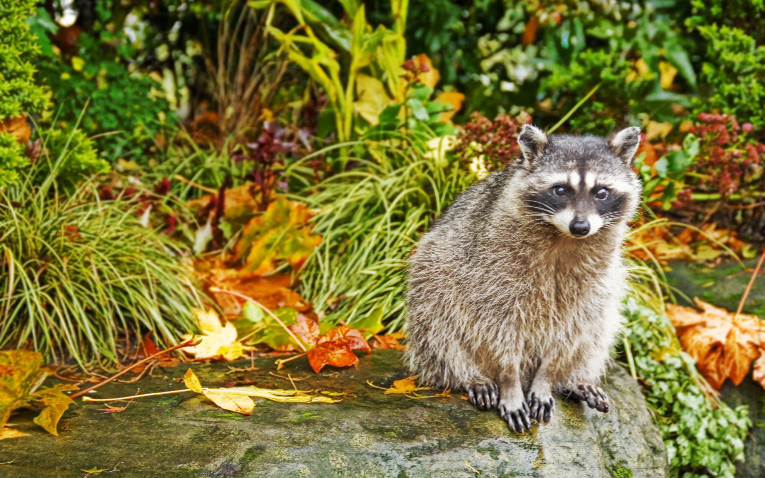 Free download wallpaper Animals, Grass, Sit, Raccoon, Autumn on your PC desktop