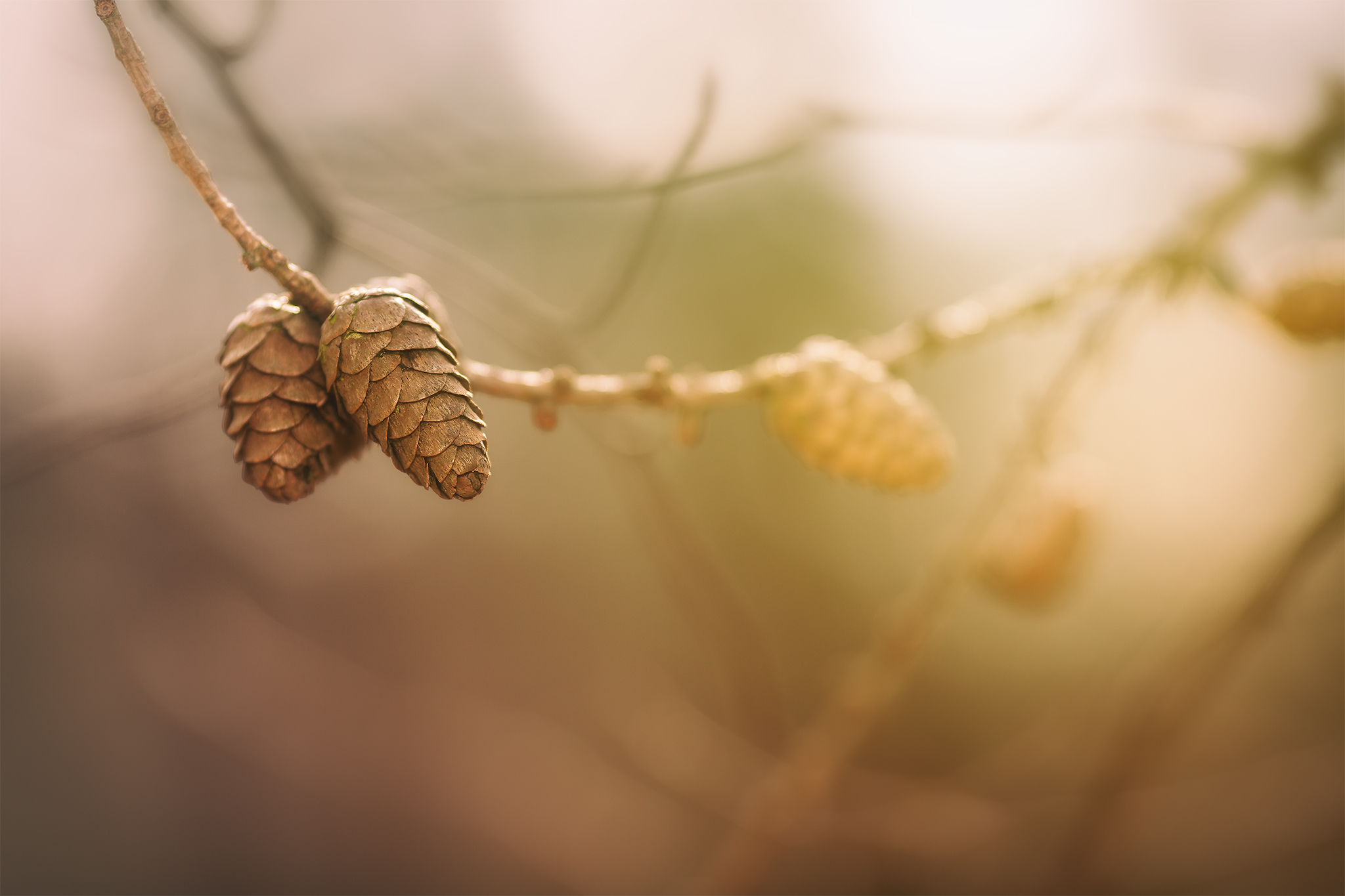 Download mobile wallpaper Branch, Earth, Bokeh, Pine Cone for free.