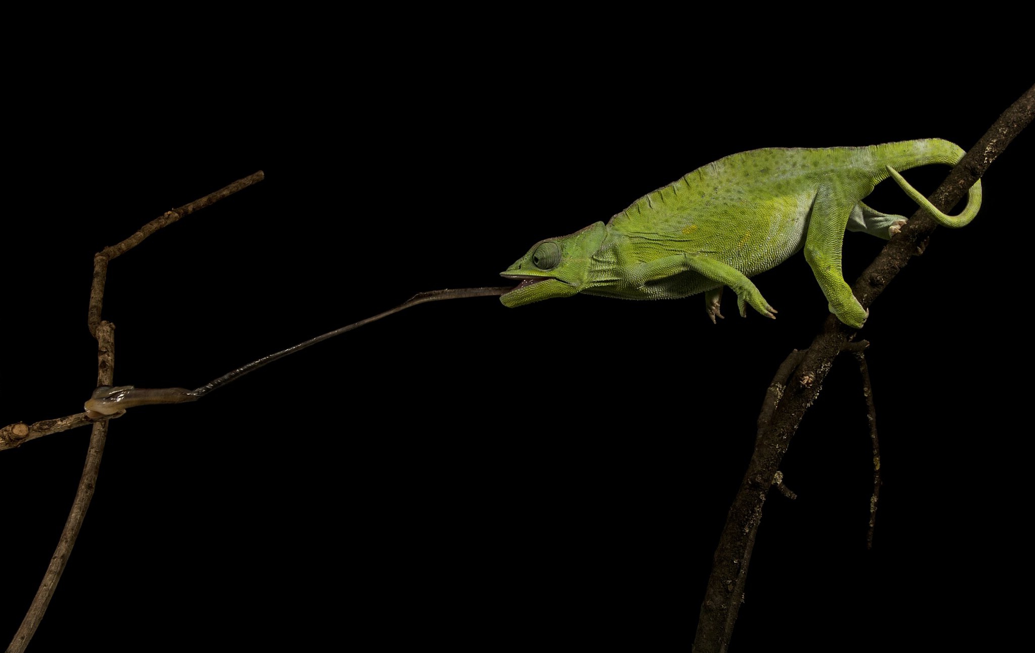 Free download wallpaper Animal, Chameleon, Reptiles on your PC desktop