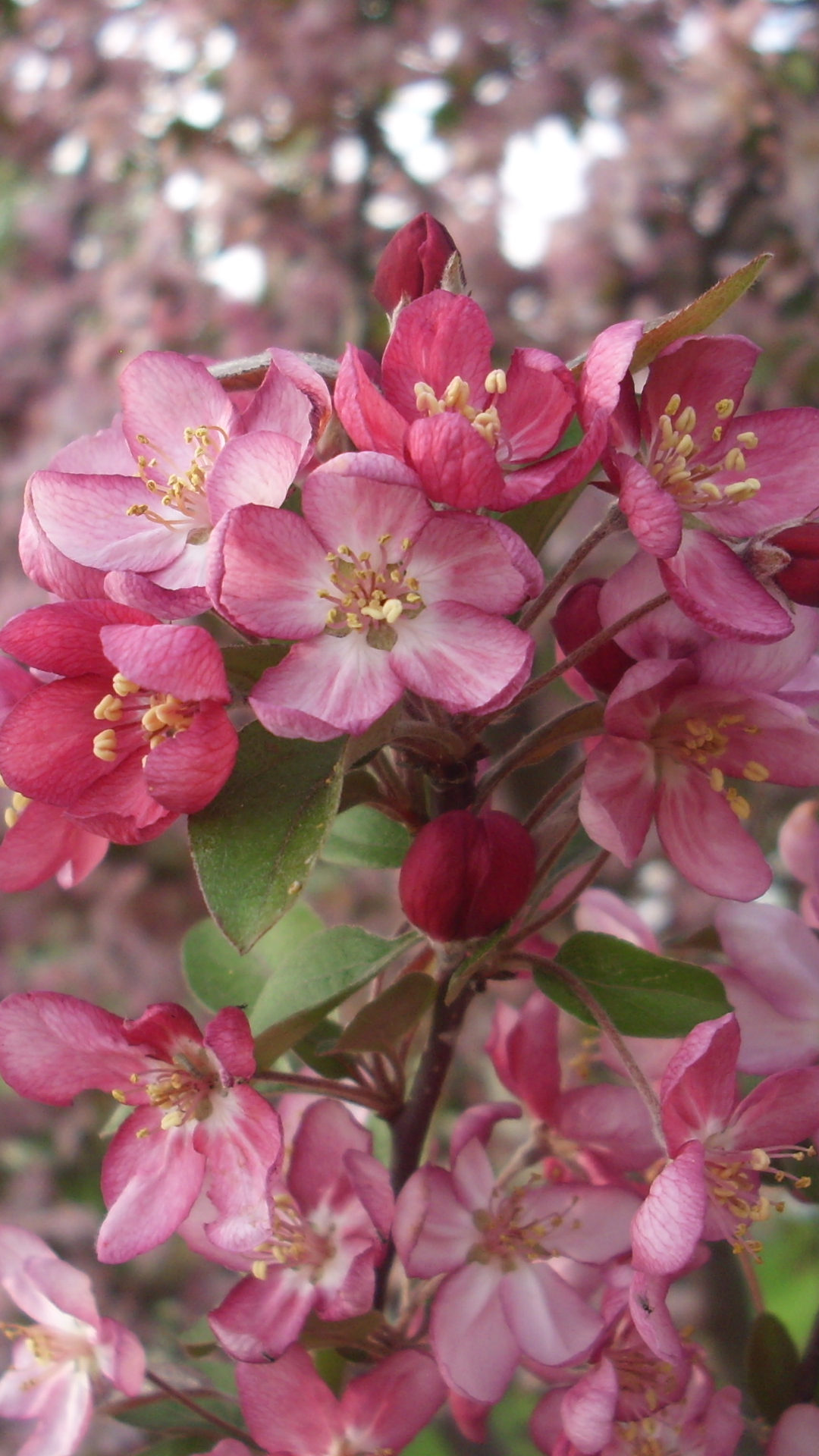 Descarga gratuita de fondo de pantalla para móvil de Flores, Rosa, Flor, Rosado, Tierra/naturaleza.