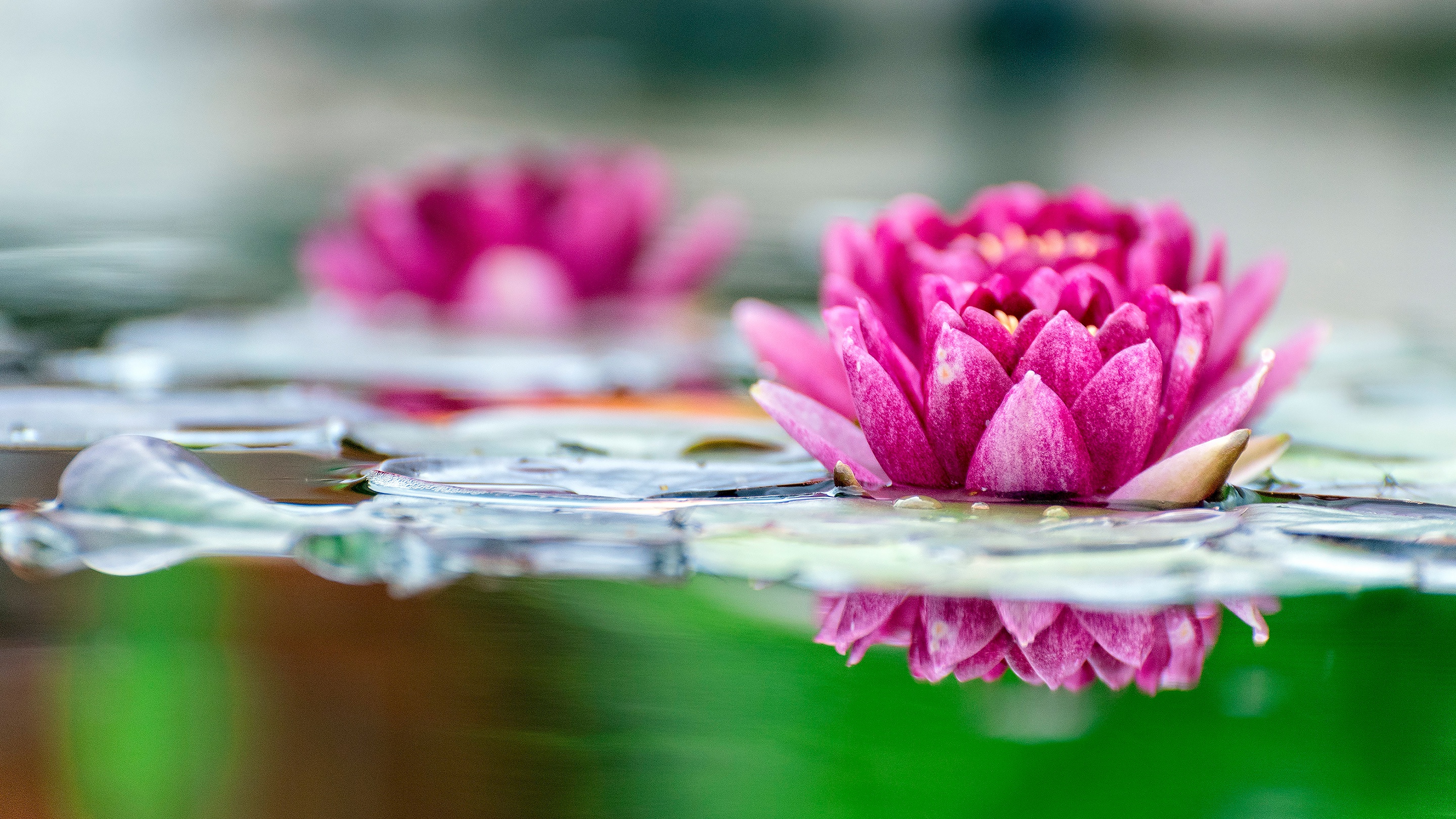 Téléchargez gratuitement l'image Fleurs, Lotus, Fleur, La Nature, Terre/nature, Fleur Rose sur le bureau de votre PC