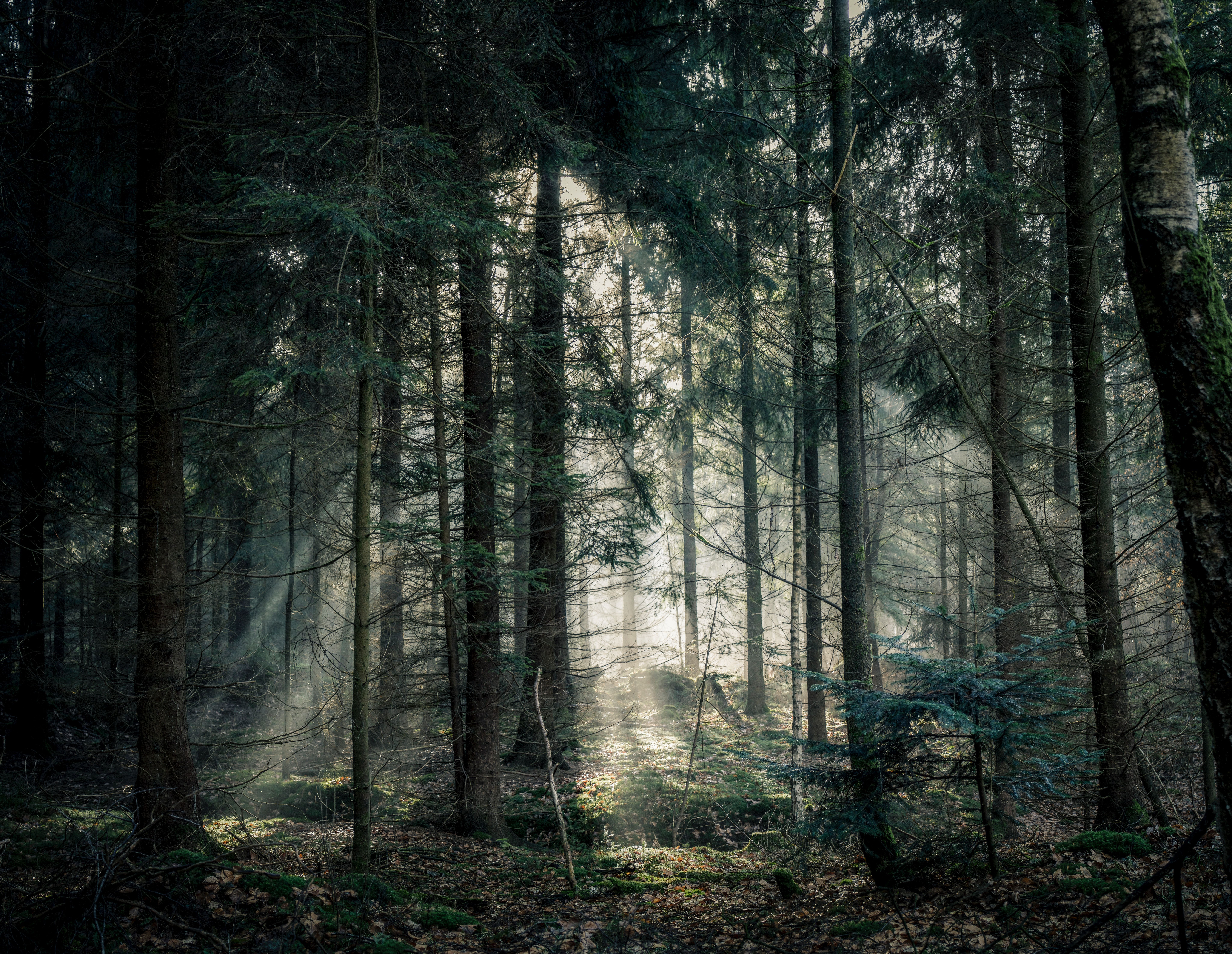 Laden Sie das Geäst, Zweige, Nebel, Scheinen, Wald, Bäume, Licht, Natur-Bild kostenlos auf Ihren PC-Desktop herunter
