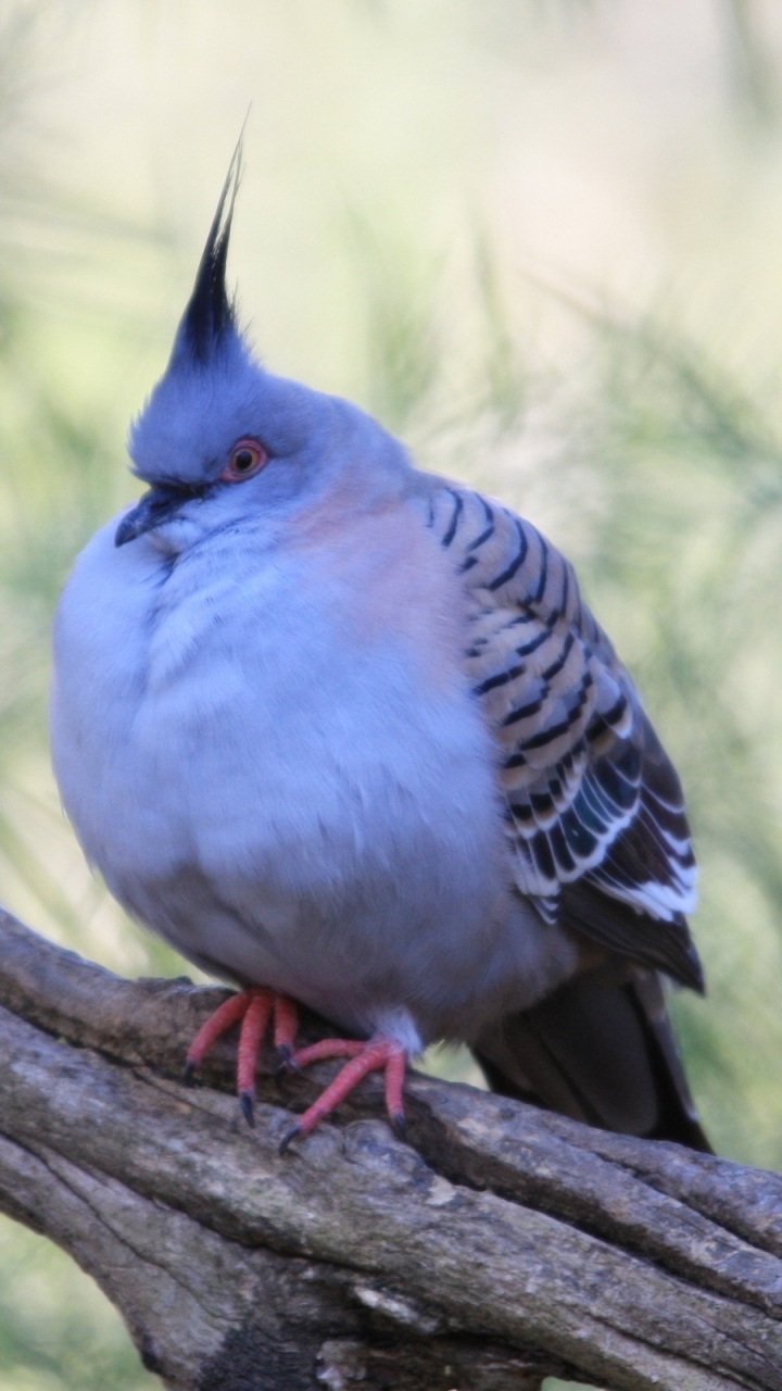 Téléchargez des papiers peints mobile Animaux, Des Oiseaux, Pigeon gratuitement.