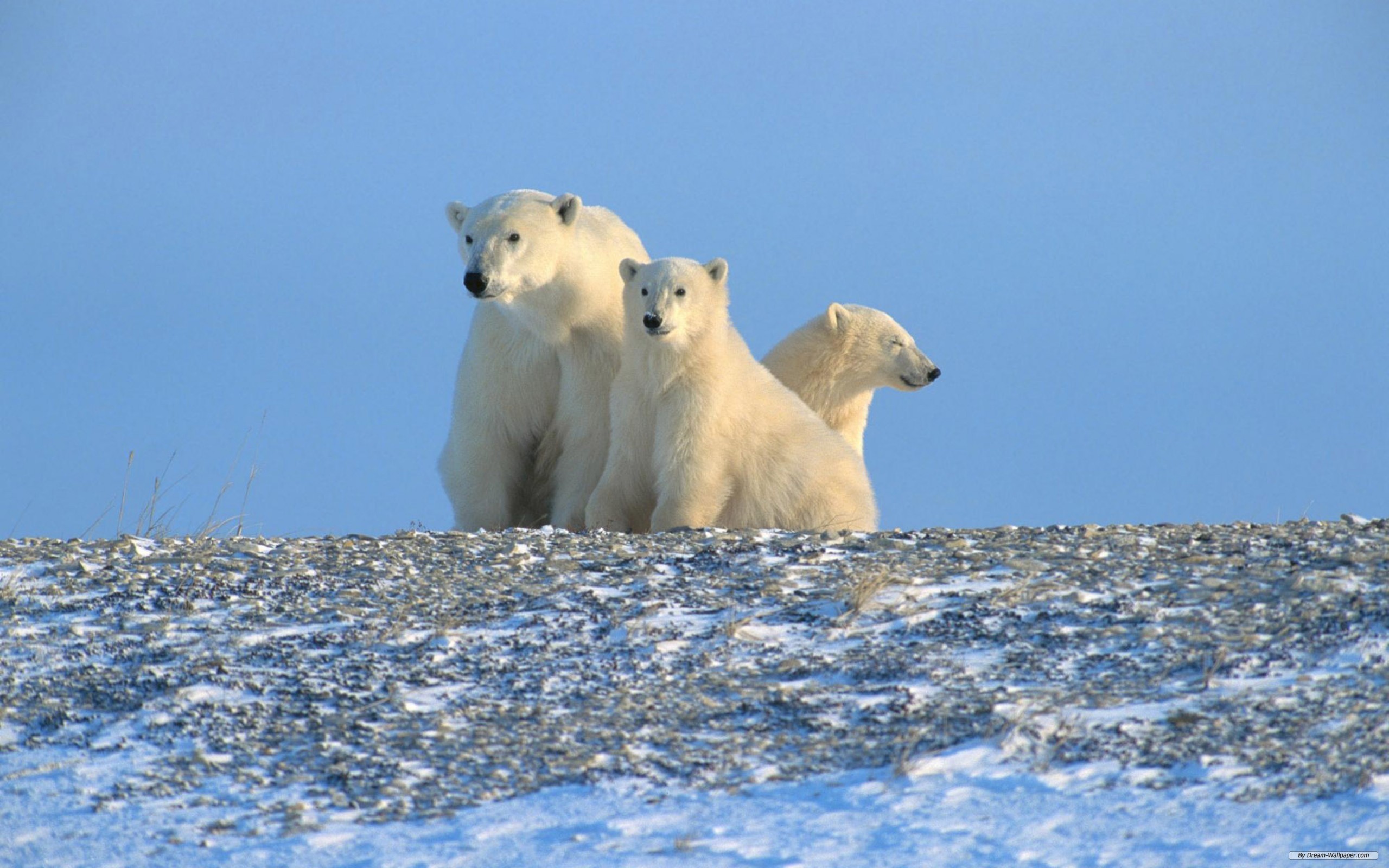 animal, polar bear, bears download HD wallpaper