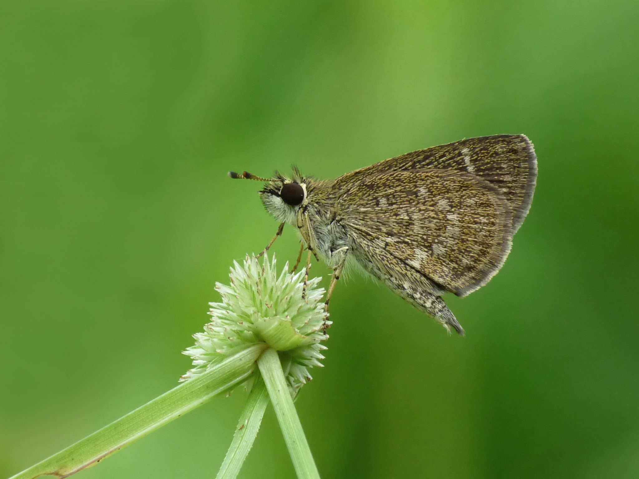 Laden Sie Pygmy Scrub Hopper HD-Desktop-Hintergründe herunter