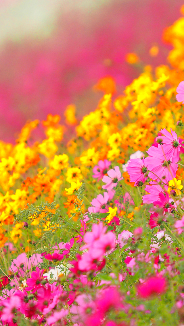 Handy-Wallpaper Blumen, Blume, Frühling, Gelbe Blume, Erde/natur, Pinke Blume, Kosmeen kostenlos herunterladen.
