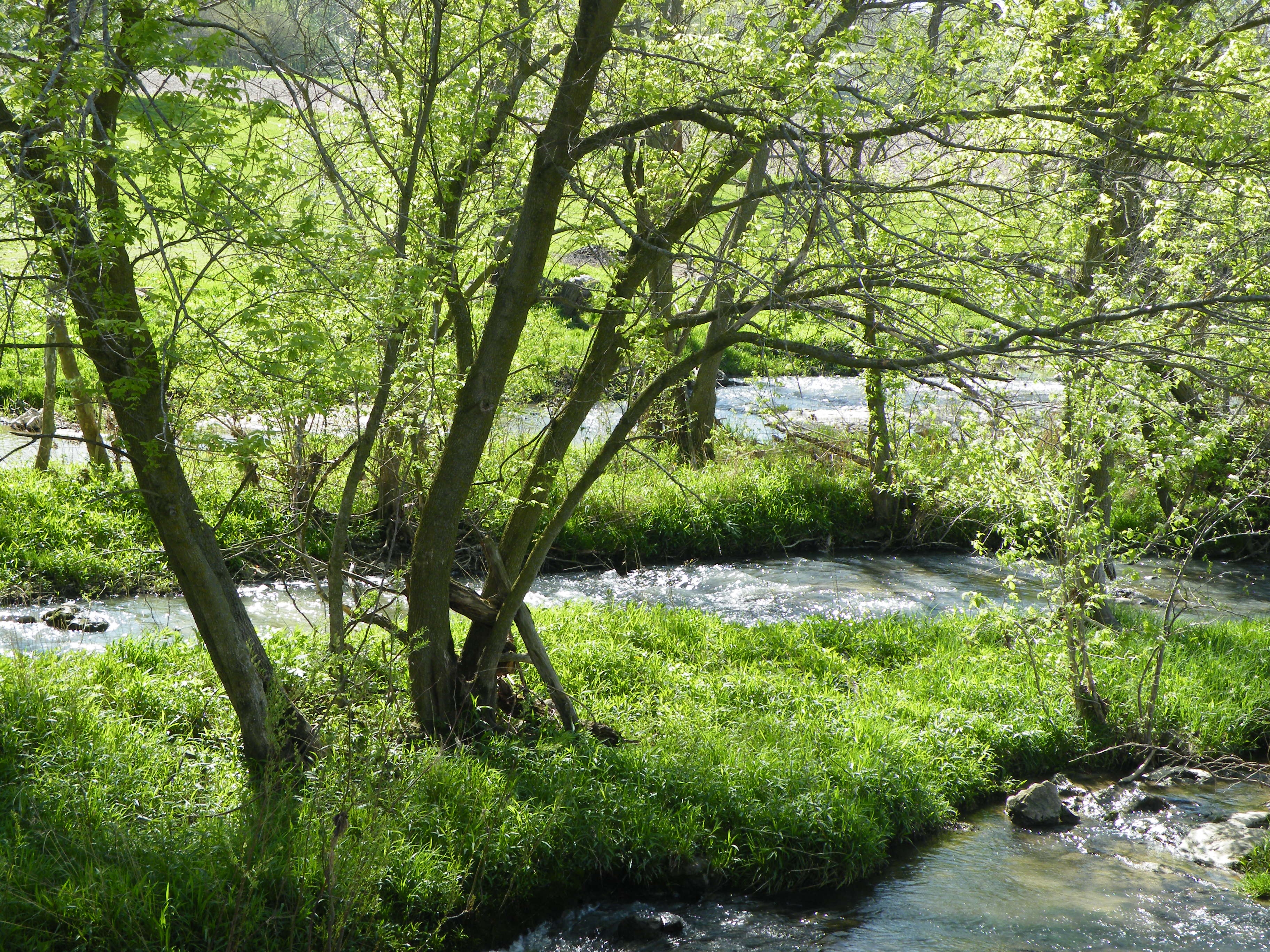 Laden Sie das Bäume, Natur, Flüsse-Bild kostenlos auf Ihren PC-Desktop herunter