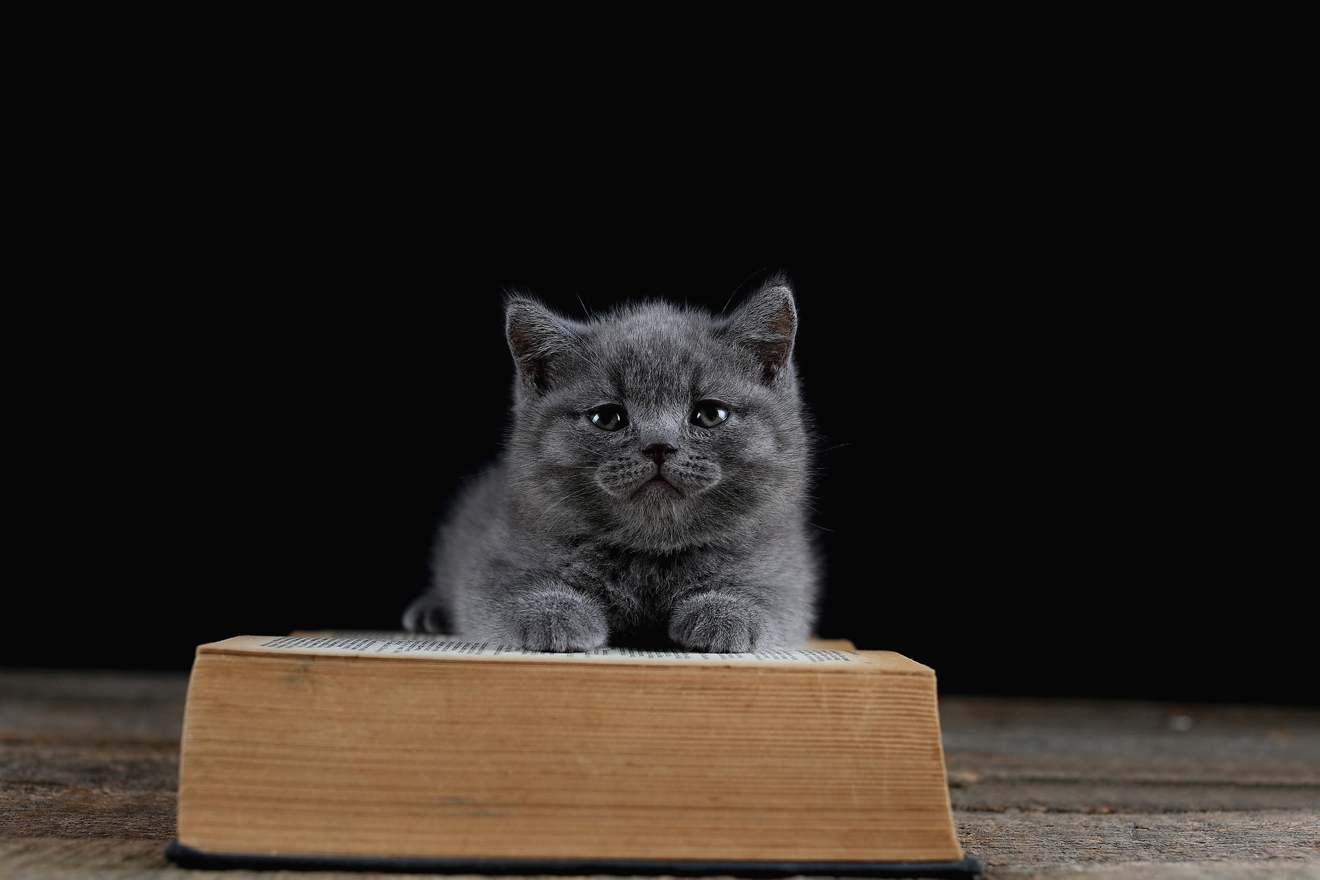 Baixe gratuitamente a imagem Gato, Gatos, Animais na área de trabalho do seu PC