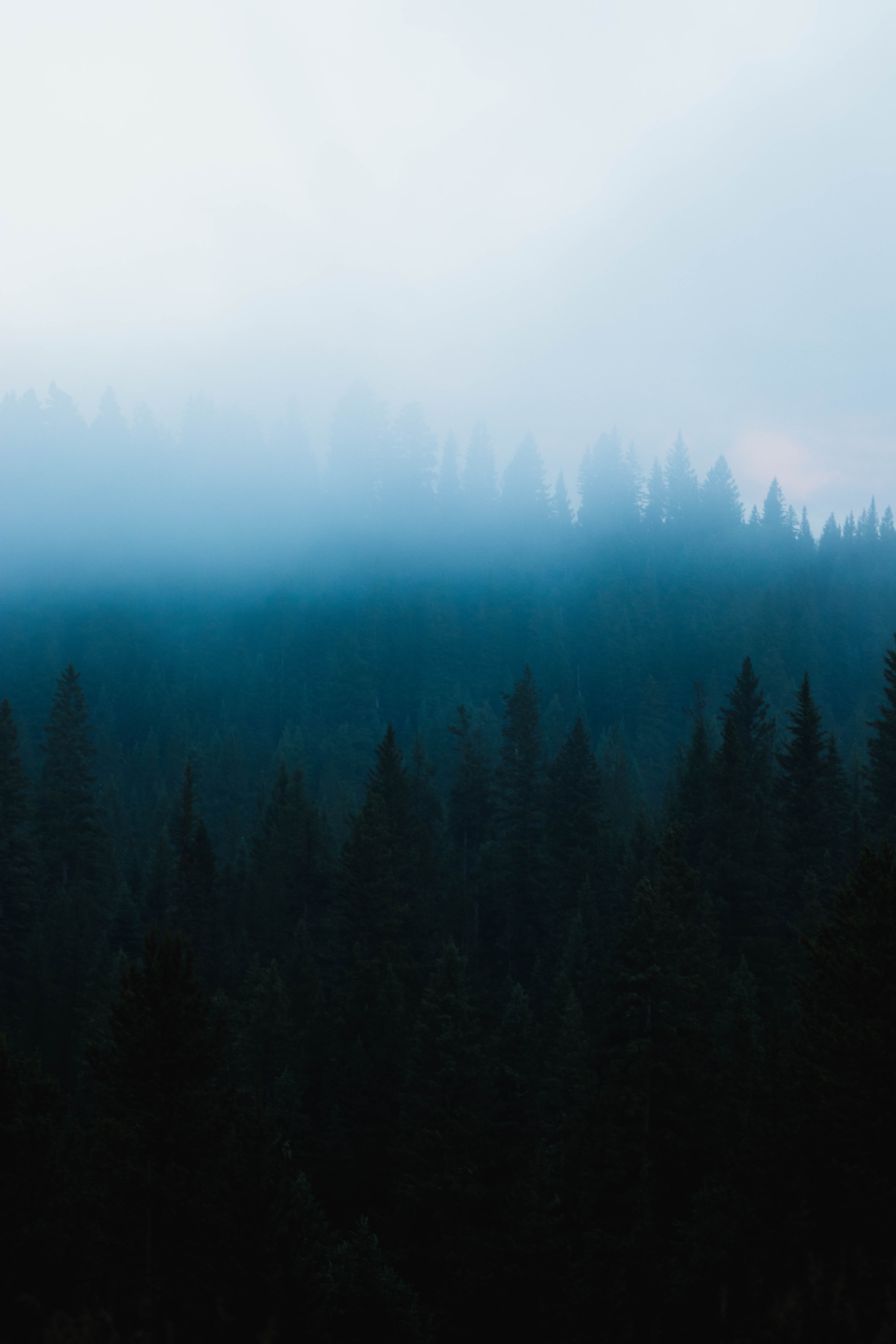 Download mobile wallpaper Fir, Spruce, Fog, Forest, Trees, Nature, Darkness for free.