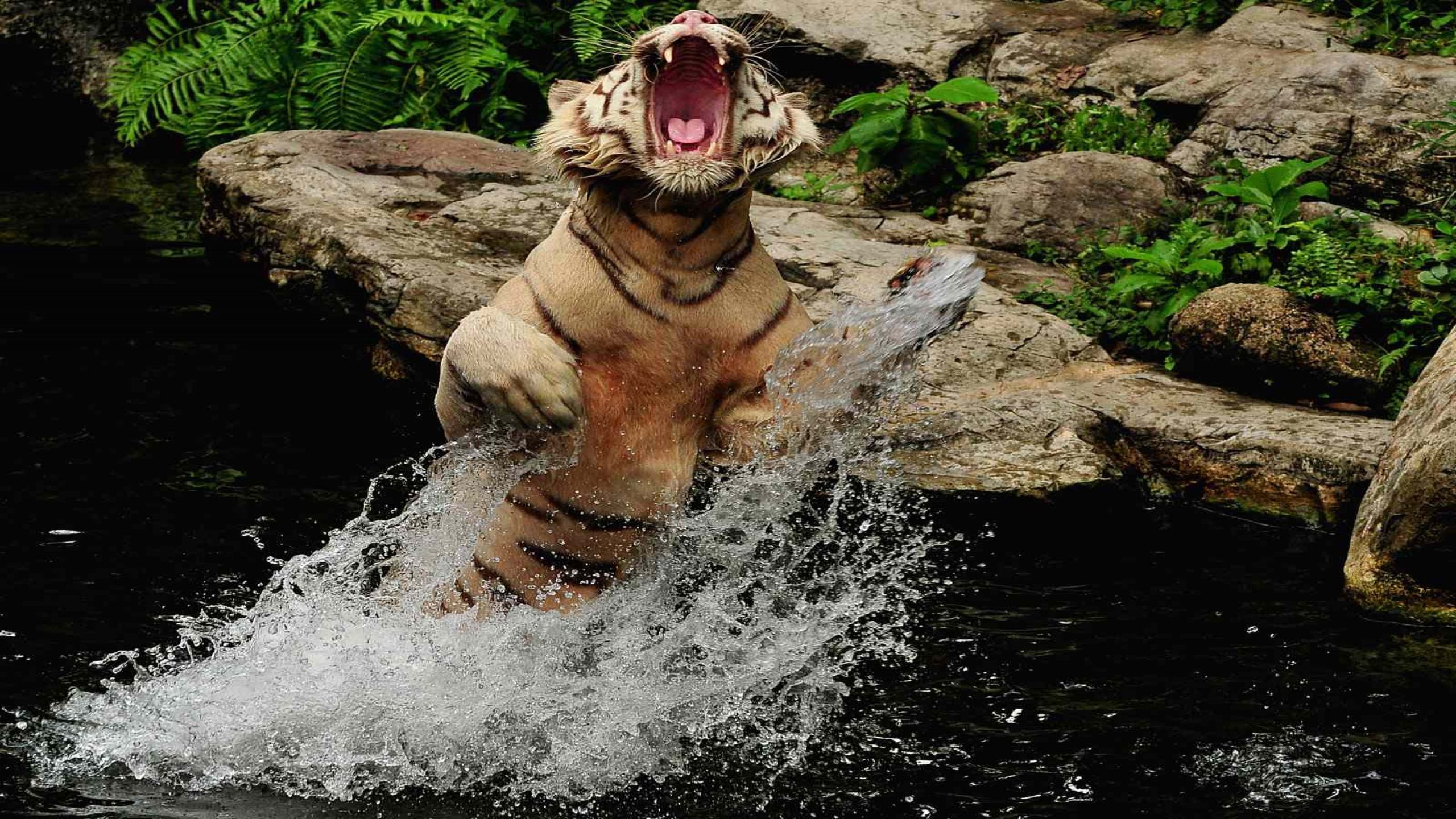 Baixe gratuitamente a imagem Animais, Tigre na área de trabalho do seu PC