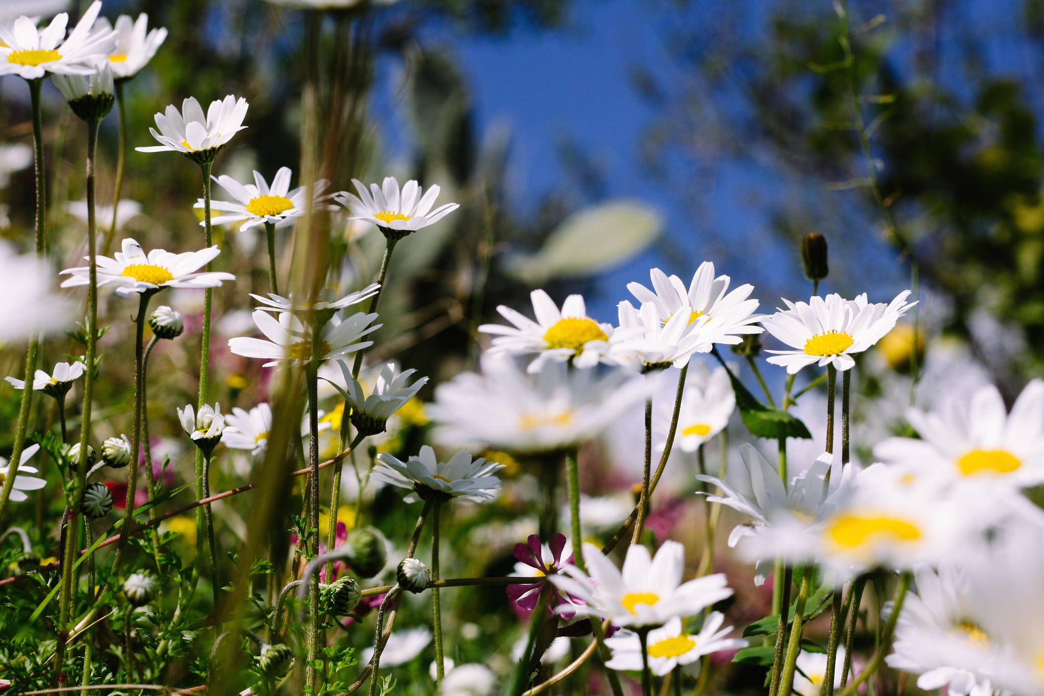Laden Sie das Natur, Blumen, Blume, Gänseblümchen, Weiße Blume, Erde/natur-Bild kostenlos auf Ihren PC-Desktop herunter