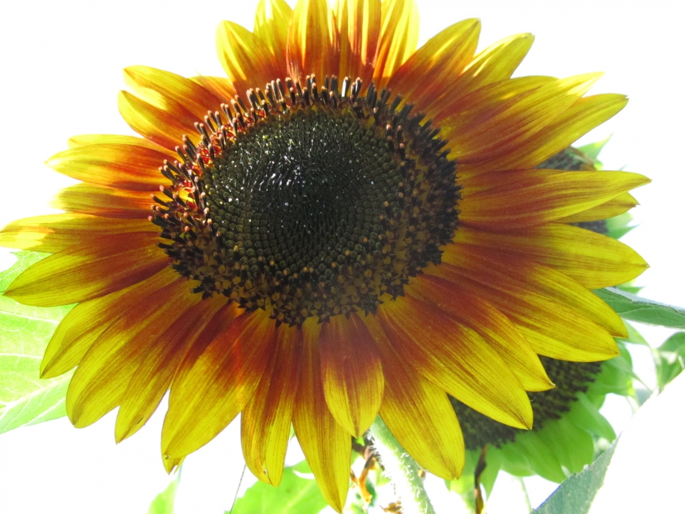 Free download wallpaper Plants, Flowers, Sunflowers on your PC desktop