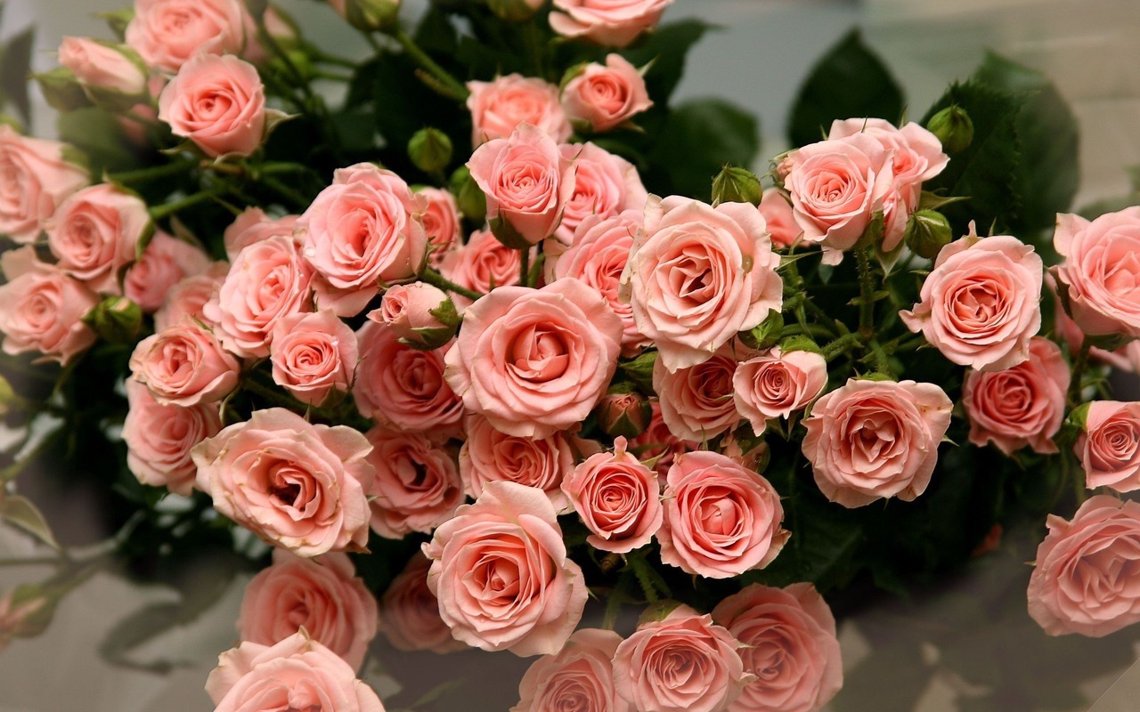 39746 baixar papel de parede rosas, bouquets, plantas, flores, vermelho - protetores de tela e imagens gratuitamente