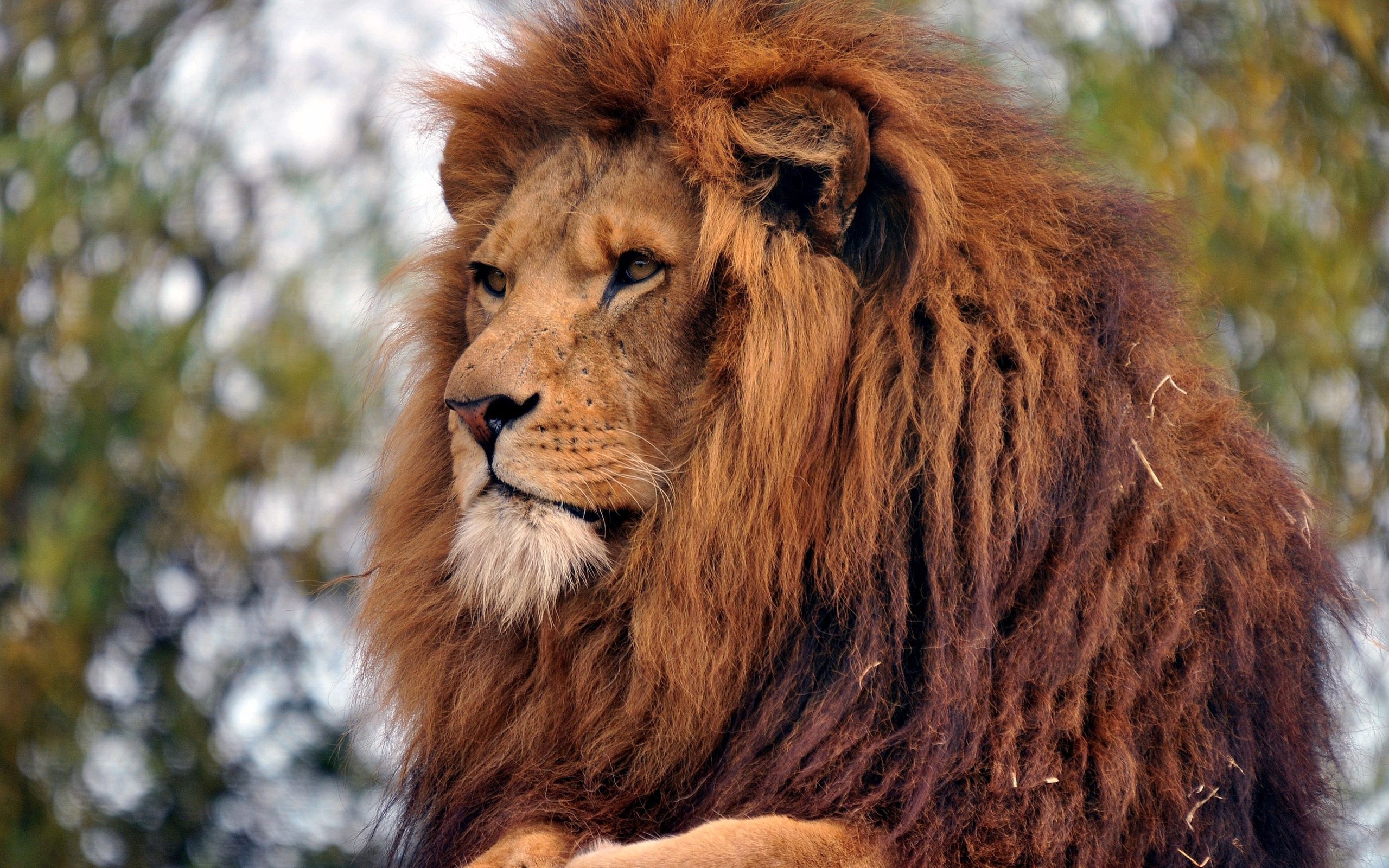 146799 baixar imagens um leão, animais, leão, focinho, predator, predador, juba - papéis de parede e protetores de tela gratuitamente