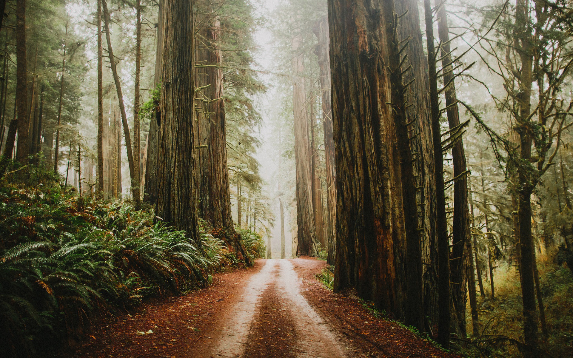 redwood, earth, path, dirt road, fog, forest