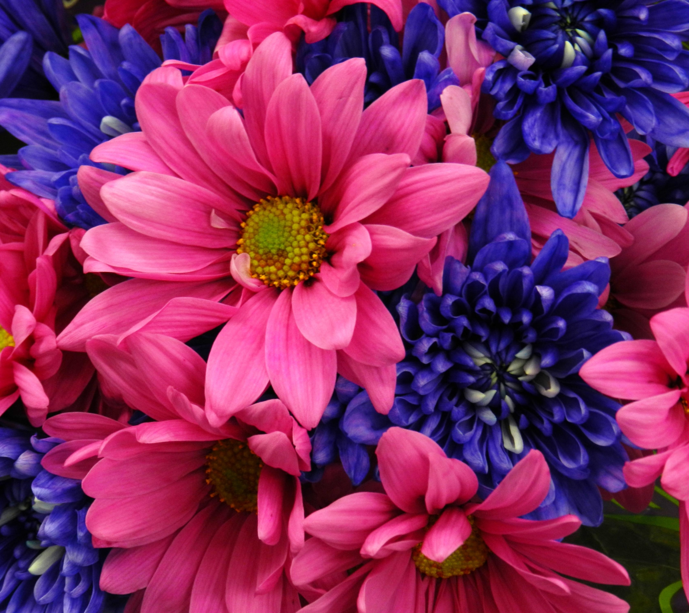 Free download wallpaper Flowers, Flower, Close Up, Earth, Daisy, Dahlia, Pink Flower, Blue Flower on your PC desktop