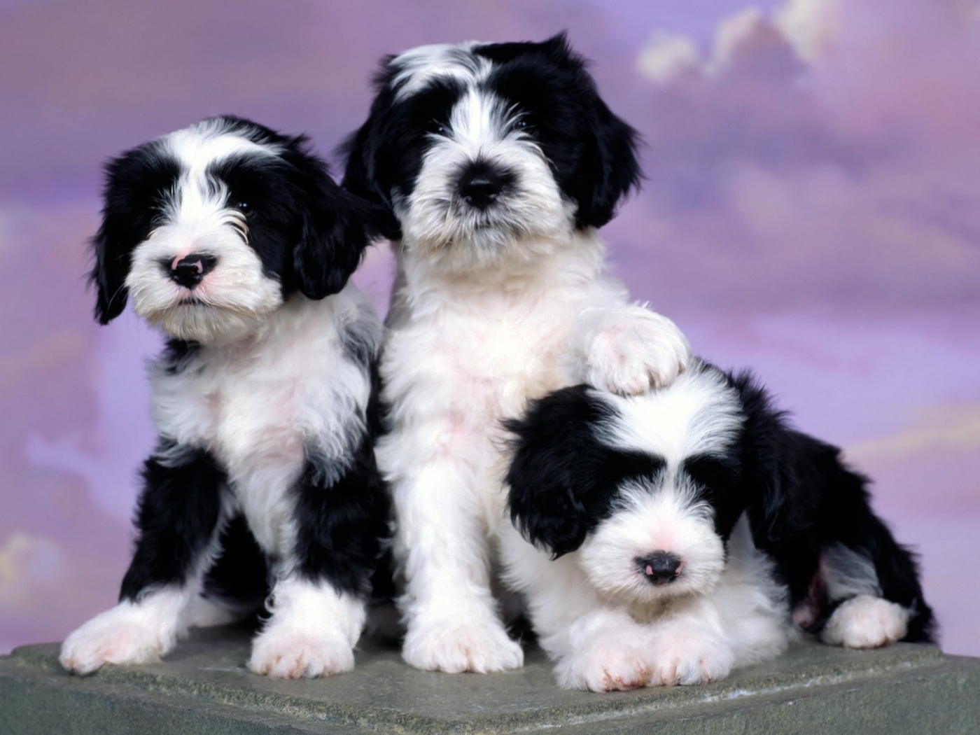Laden Sie das Tiere, Hunde-Bild kostenlos auf Ihren PC-Desktop herunter