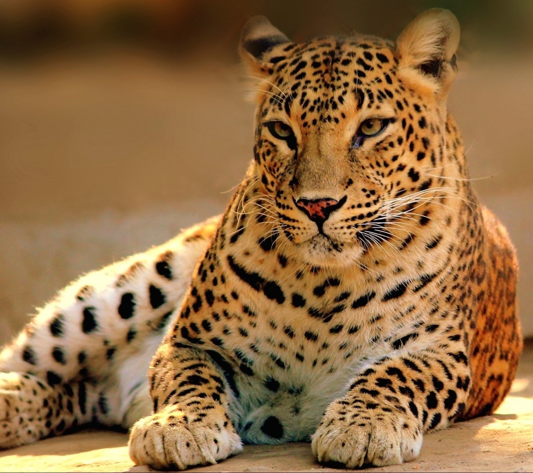 Descarga gratuita de fondo de pantalla para móvil de Animales, Gatos, Leopardo.