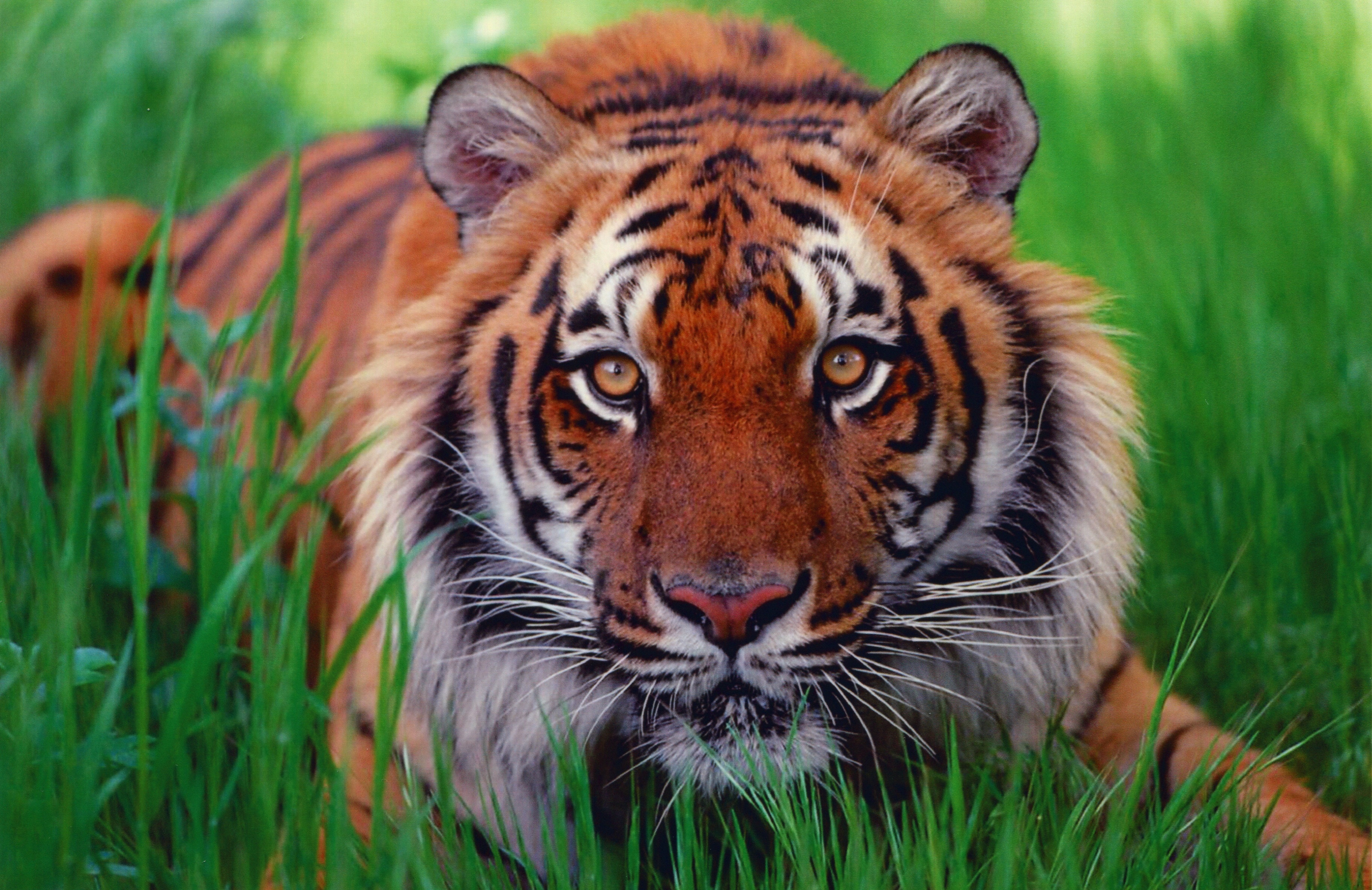 14432 descargar imagen animales, tigres: fondos de pantalla y protectores de pantalla gratis