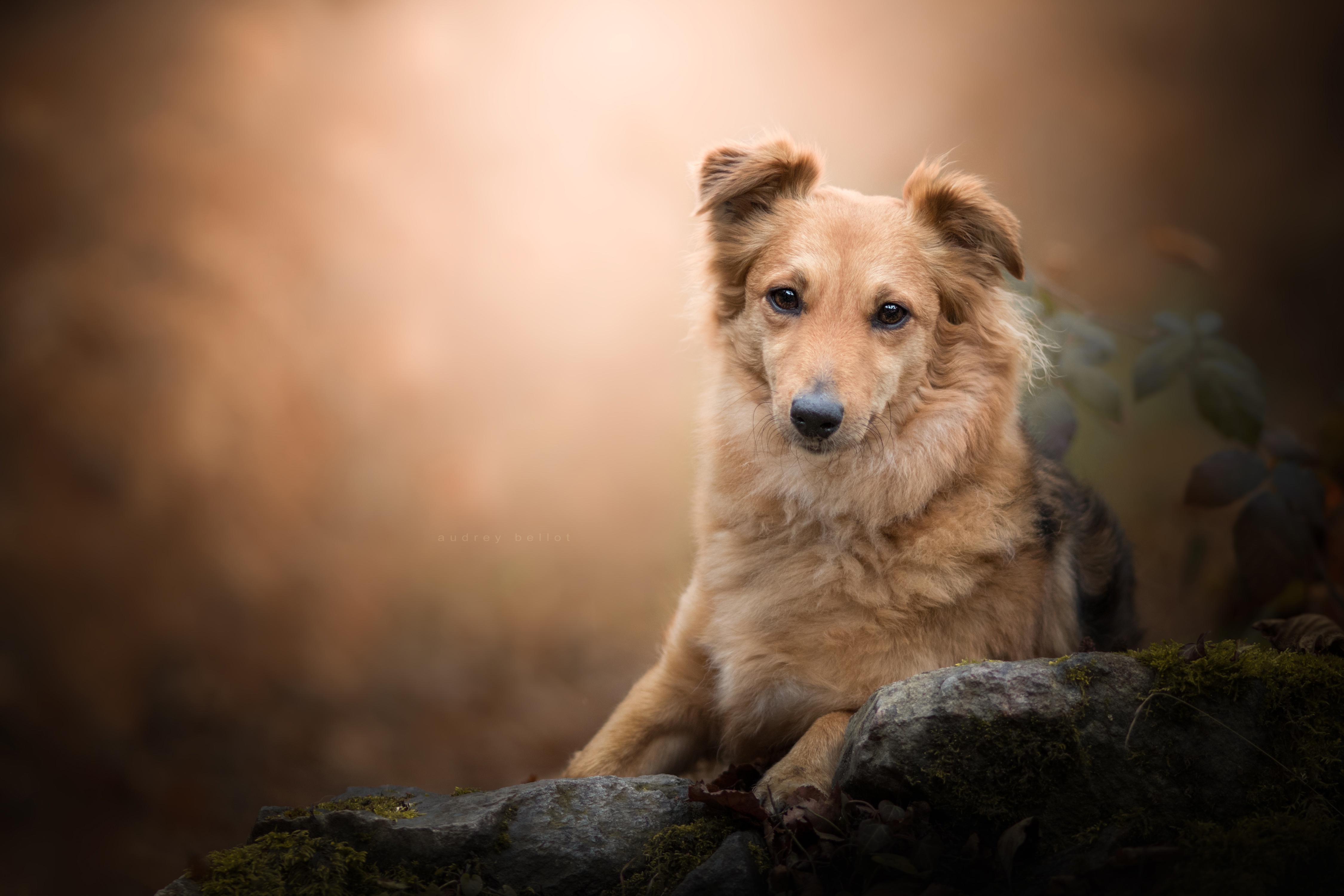 Descarga gratuita de fondo de pantalla para móvil de Animales, Perros, Perro.