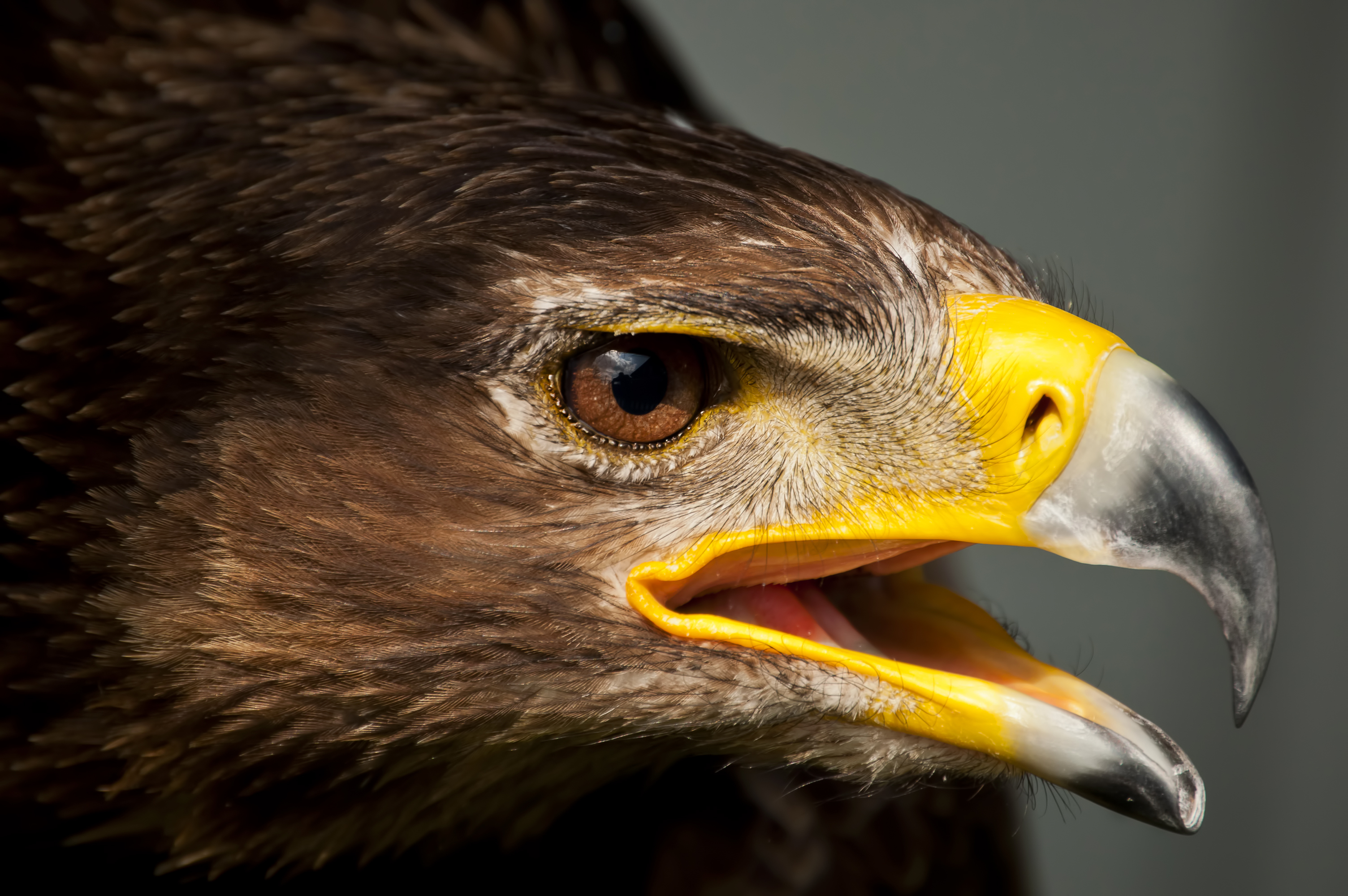 Laden Sie das Tiere, Vögel, Adler-Bild kostenlos auf Ihren PC-Desktop herunter