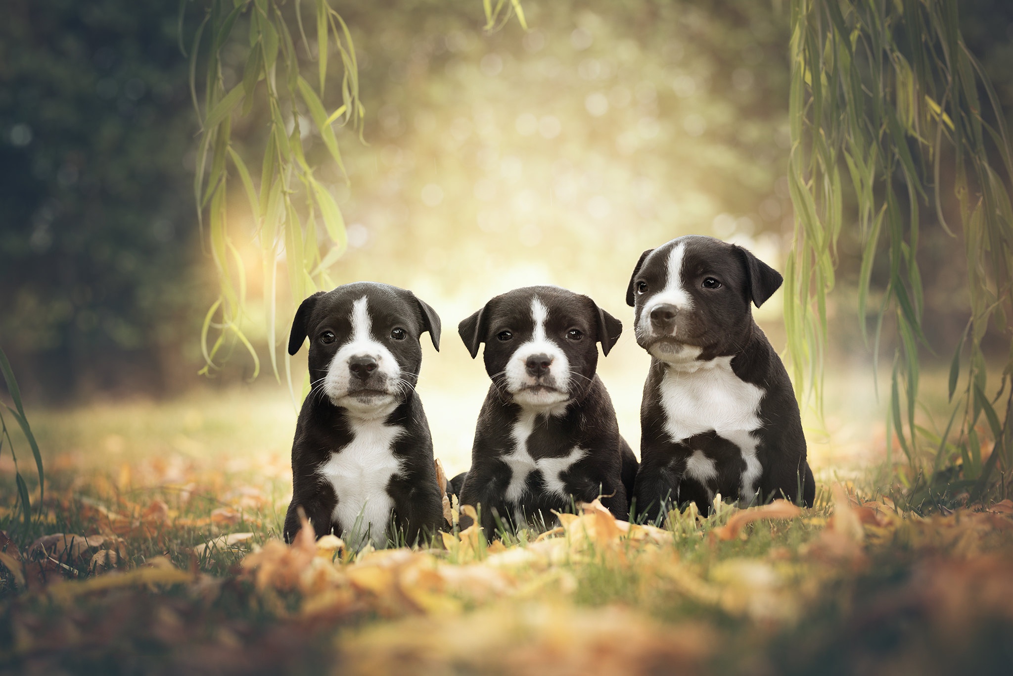 Laden Sie Amerikanischer Staffordshire Terrier HD-Desktop-Hintergründe herunter