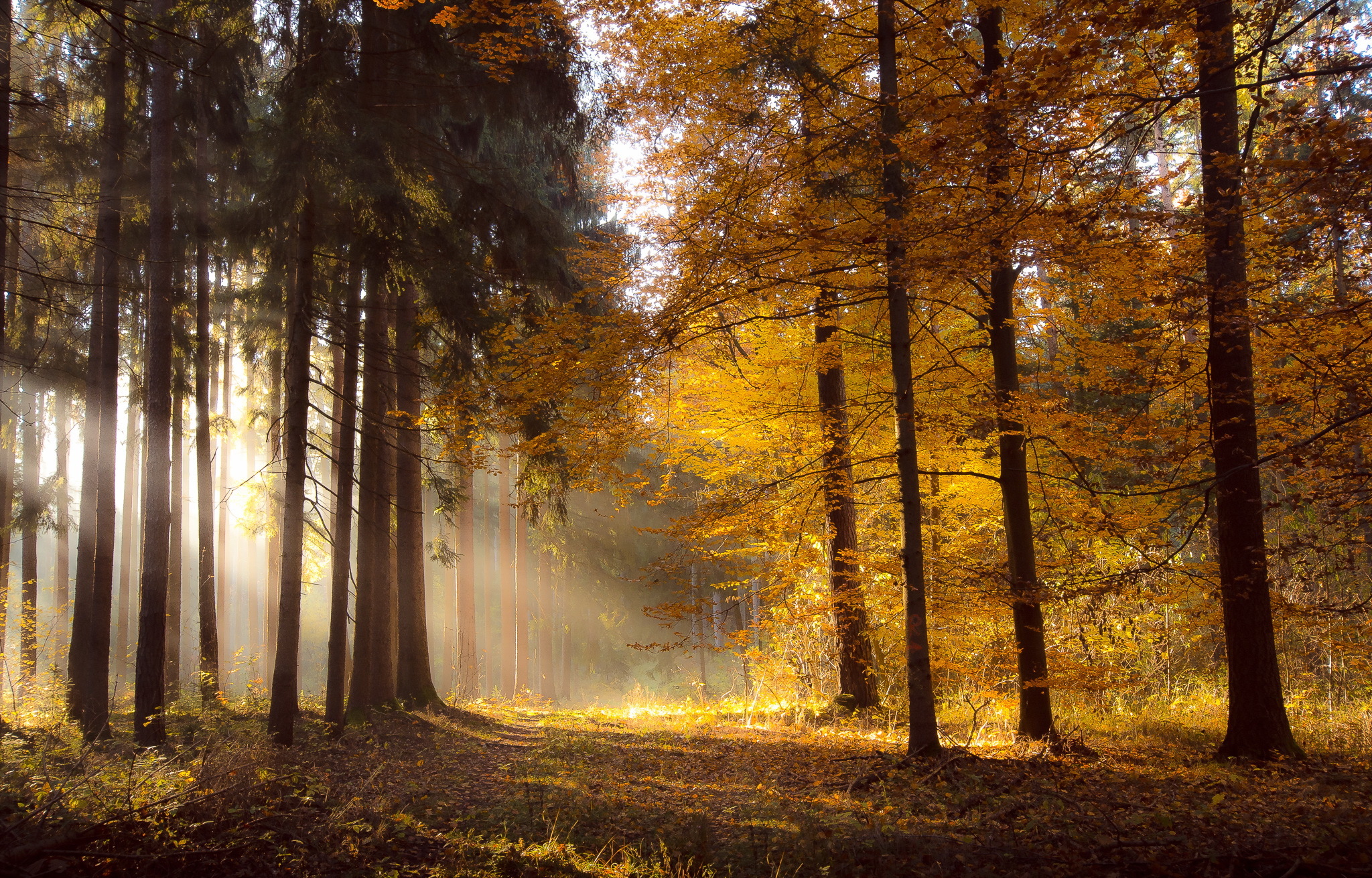 Скачать картинку Природа, Осень, Лес, Солнечный Луч, Земля/природа в телефон бесплатно.