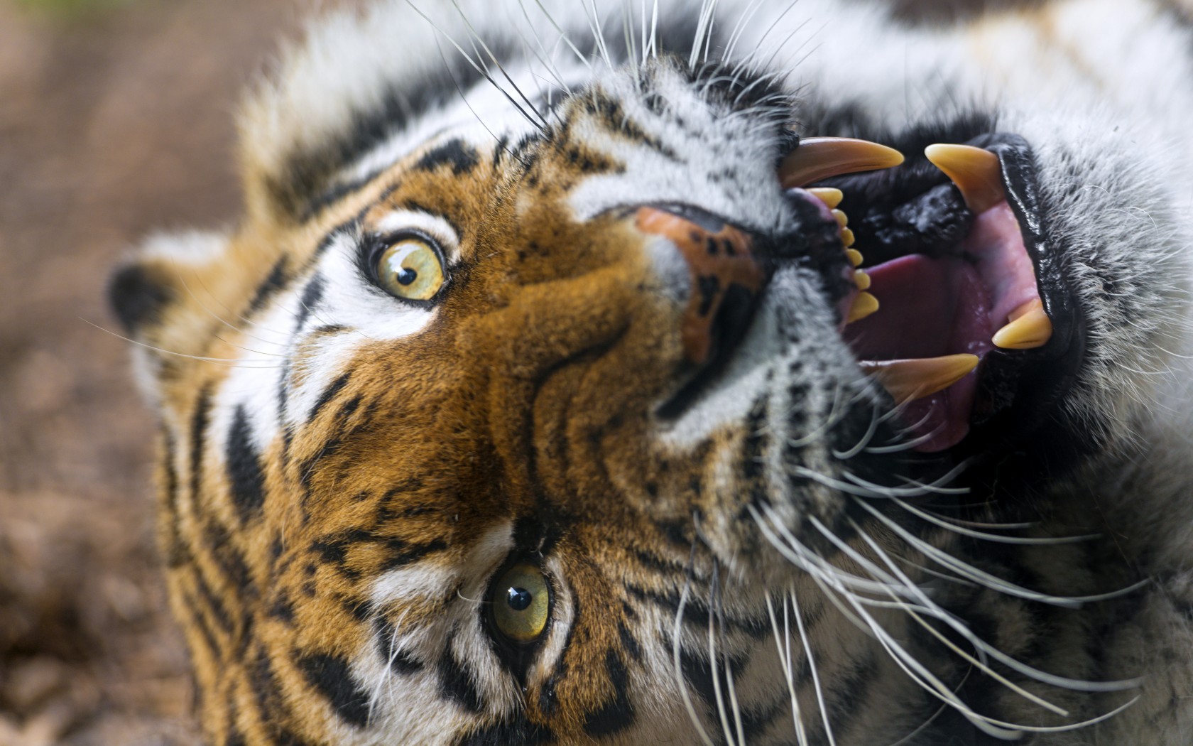 Téléchargez des papiers peints mobile Chats, Animaux, Tigre gratuitement.