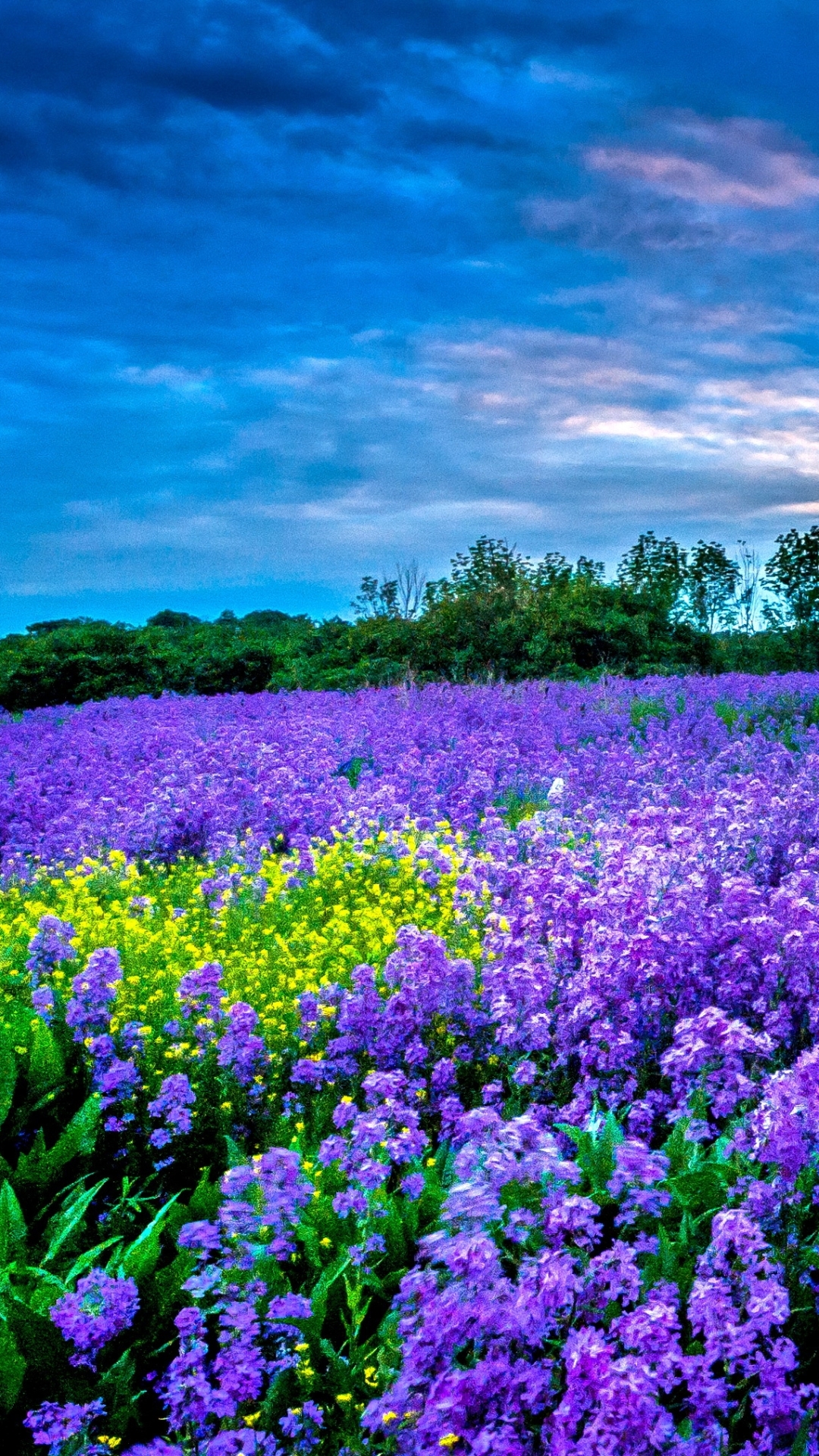 Скачать картинку Природа, Небо, Цветок, Поле, Пурпурный, Земля/природа в телефон бесплатно.