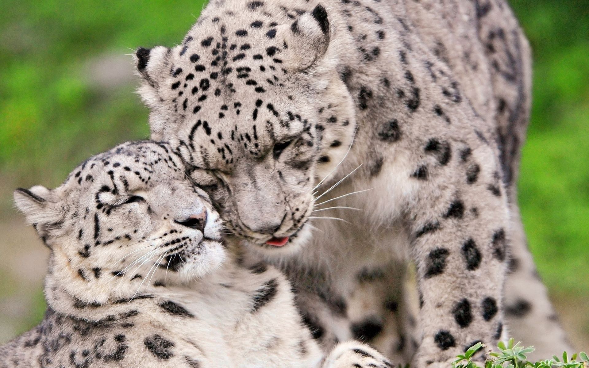 tenderness, care, pair, animals, snow leopard, predators, couple, irbis